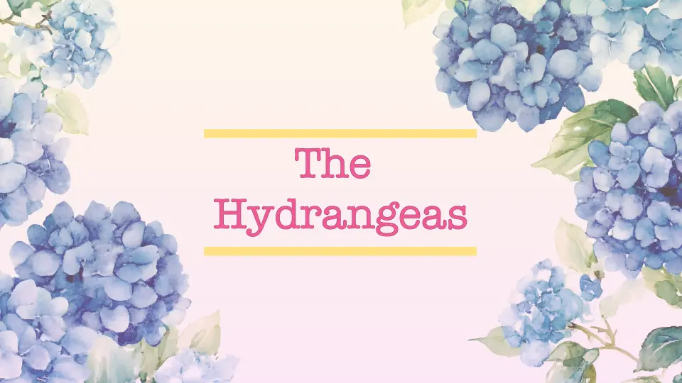 The Hydrangeas cover