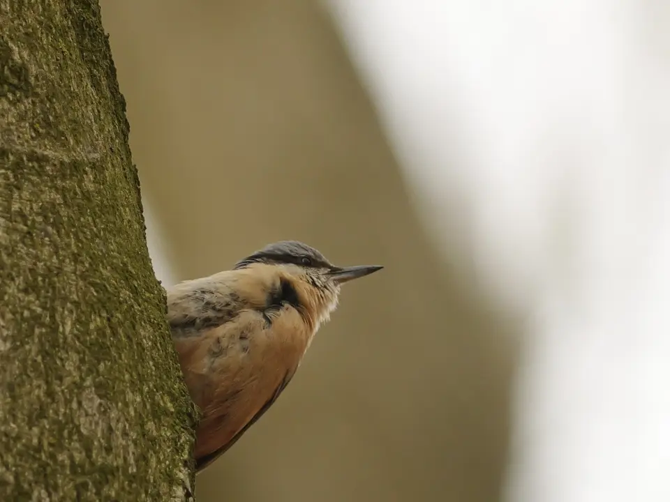 Een geslaagd broedsel is mooier en belangrijker dan een mooie foto. cover