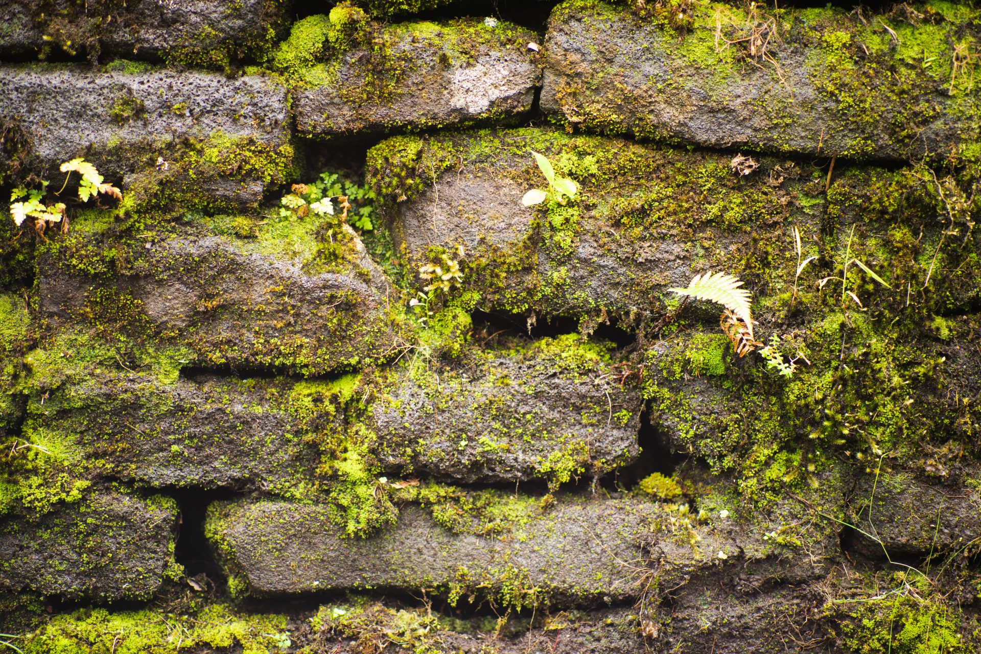 Mossy Wall cover