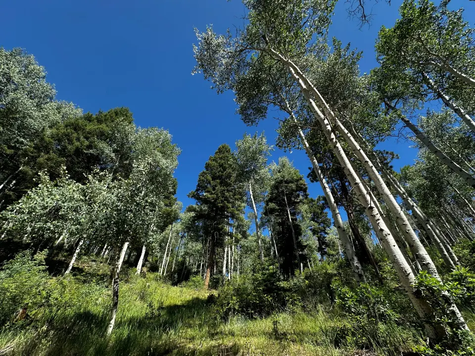 Hello, Forest cover