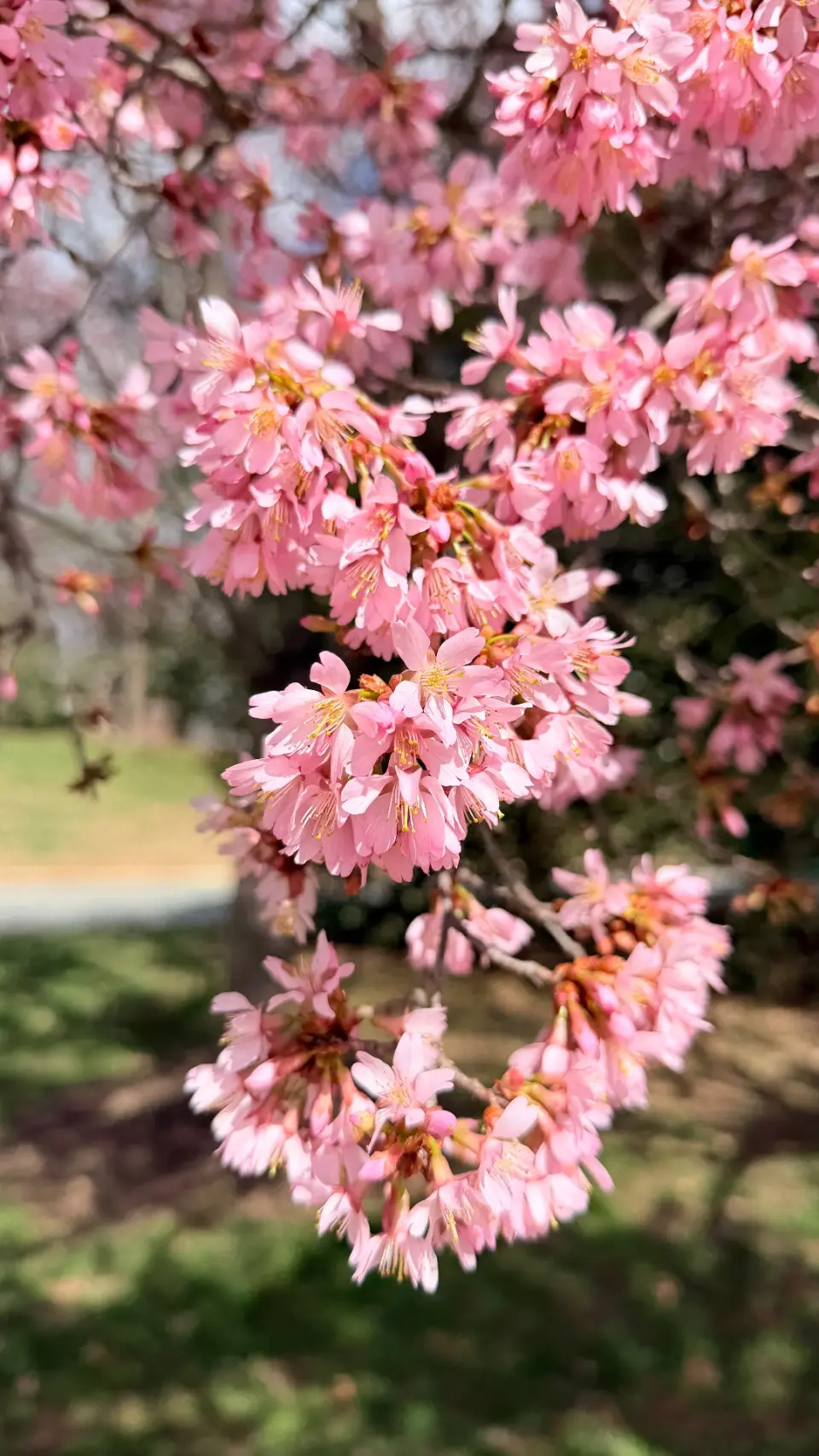 Spring cover