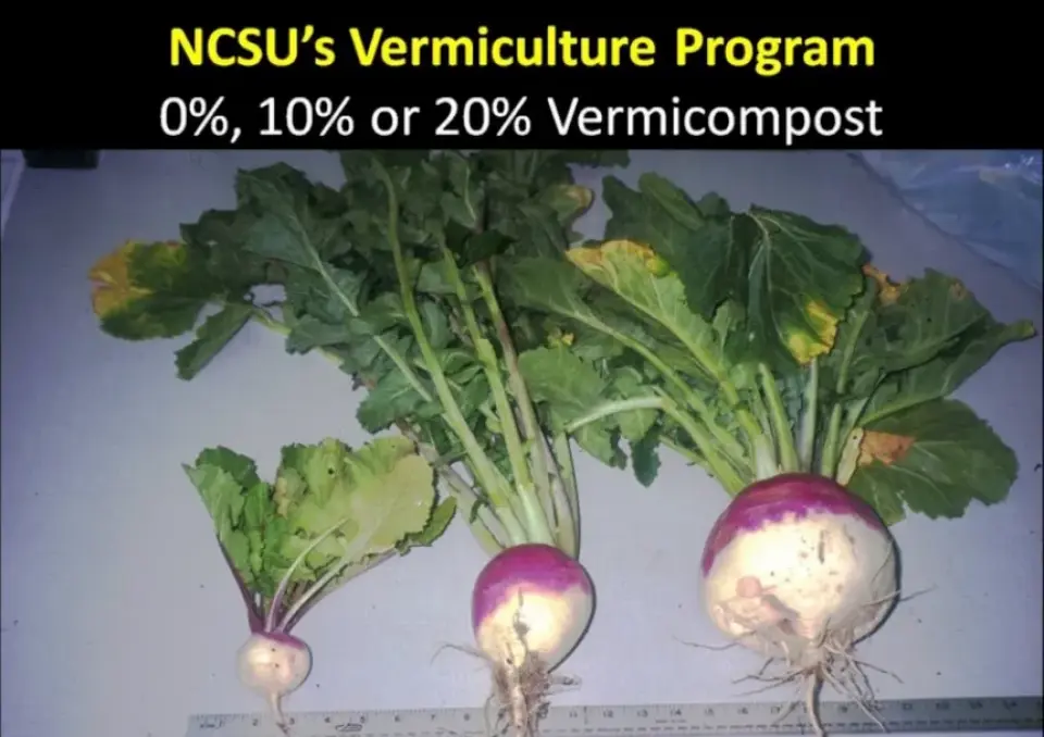 Mid- to Large-Scale Vermicomposting with Rhonda Sherman cover