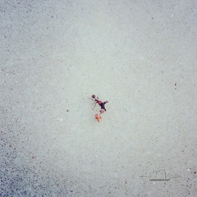 Esta Academia no me representa cover