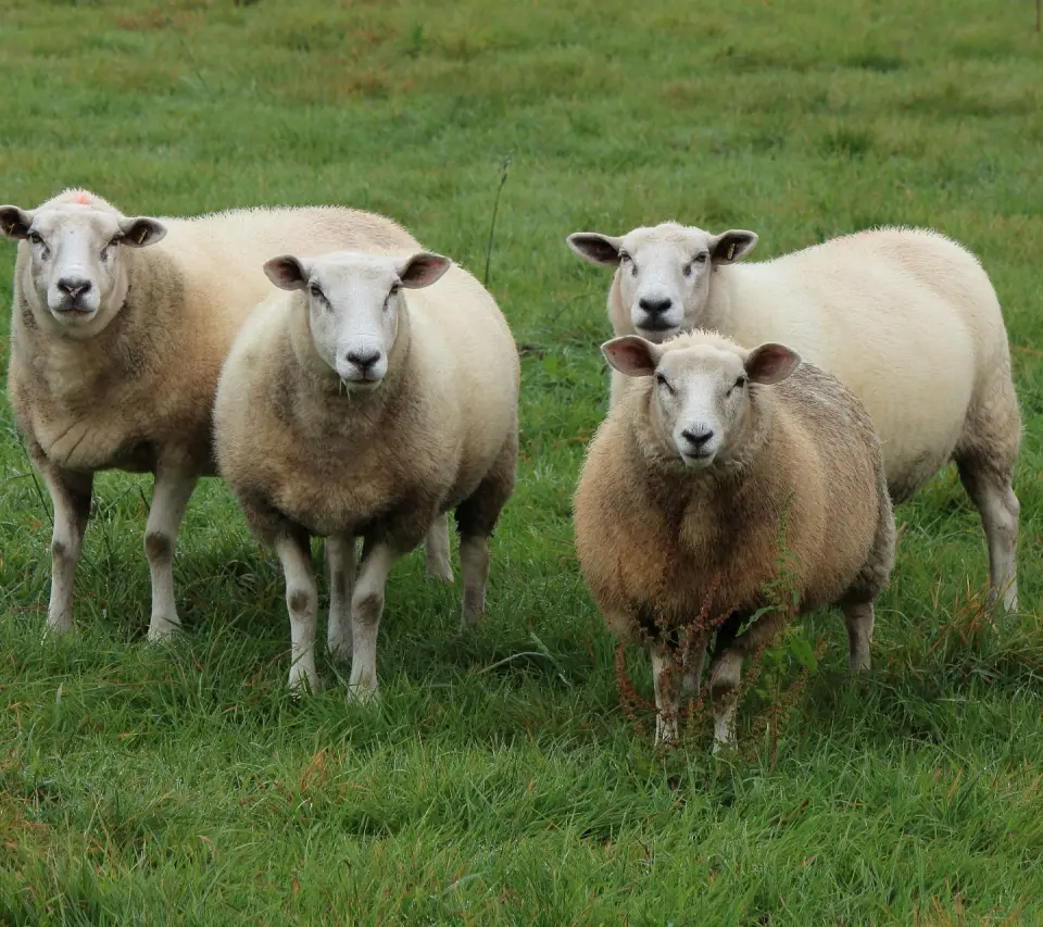 Do sheep dream of electric druids? cover
