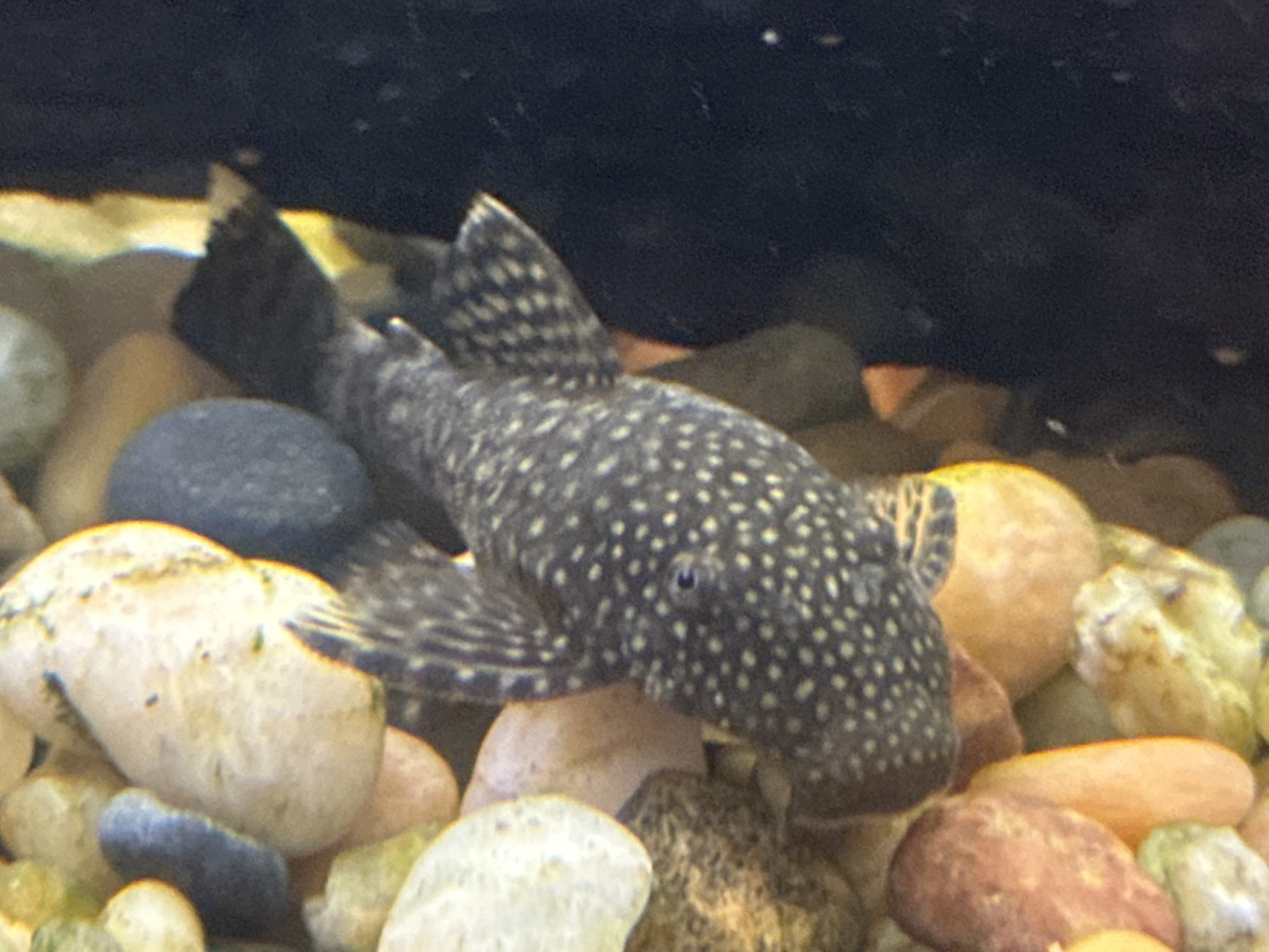 Look at this fish cover