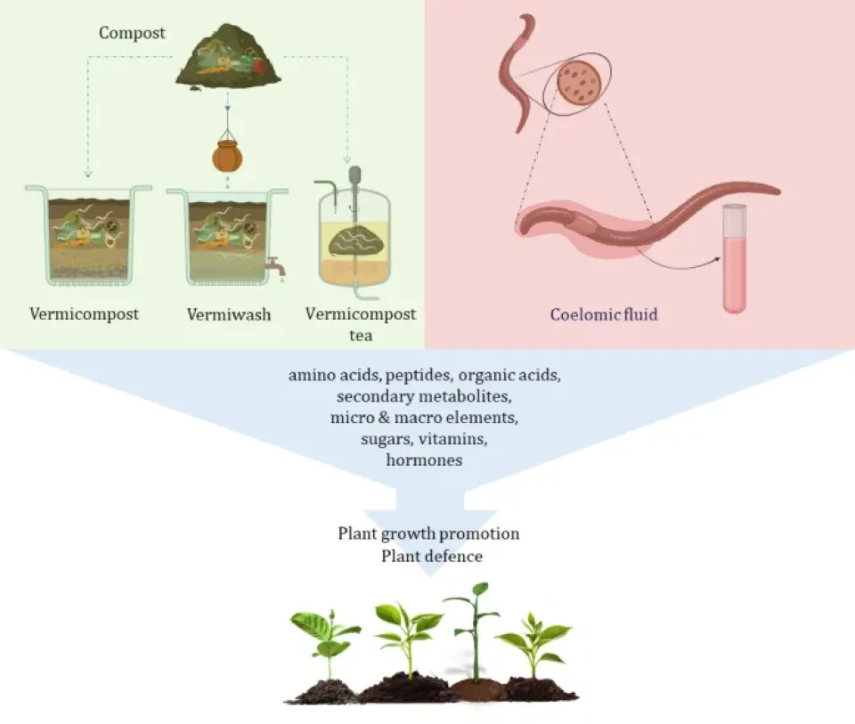 The role of earthworm-derived vermiproducts in sustainable agriculture cover