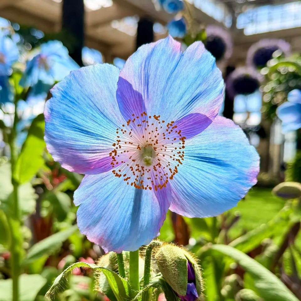 Longwood Gardens cover