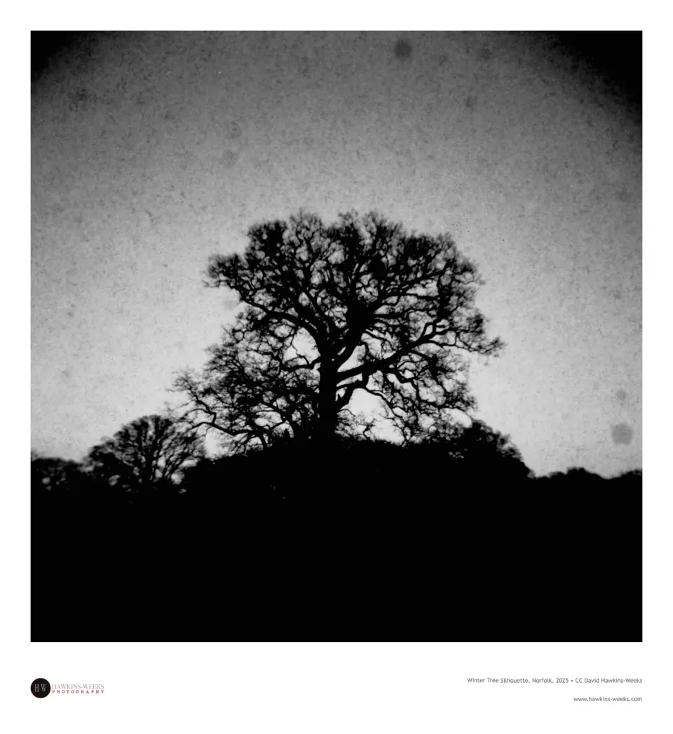Winter Tree Silhouette #2, Norfolk, 2025 cover
