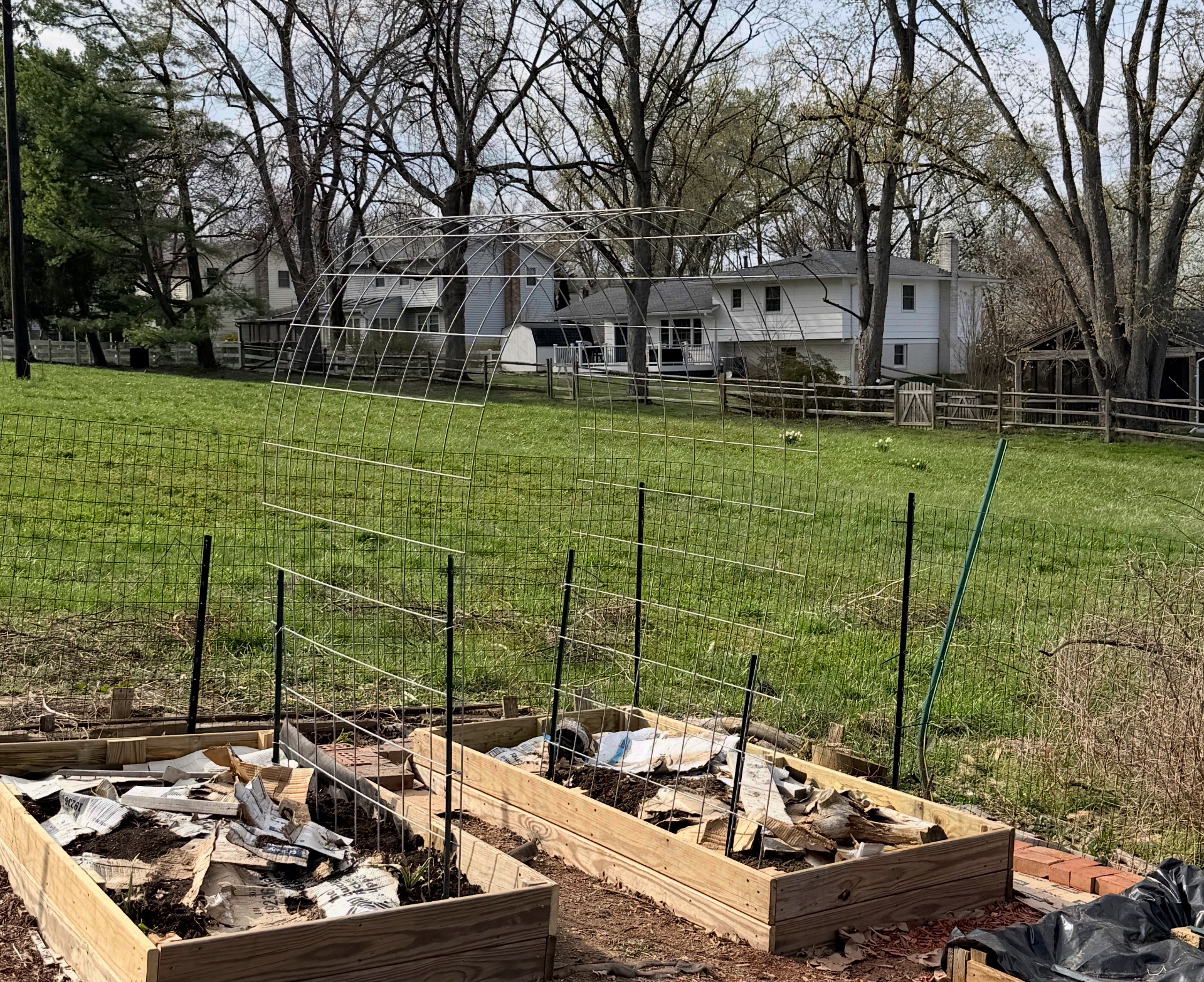 Cattle fence trellis 2.jpg