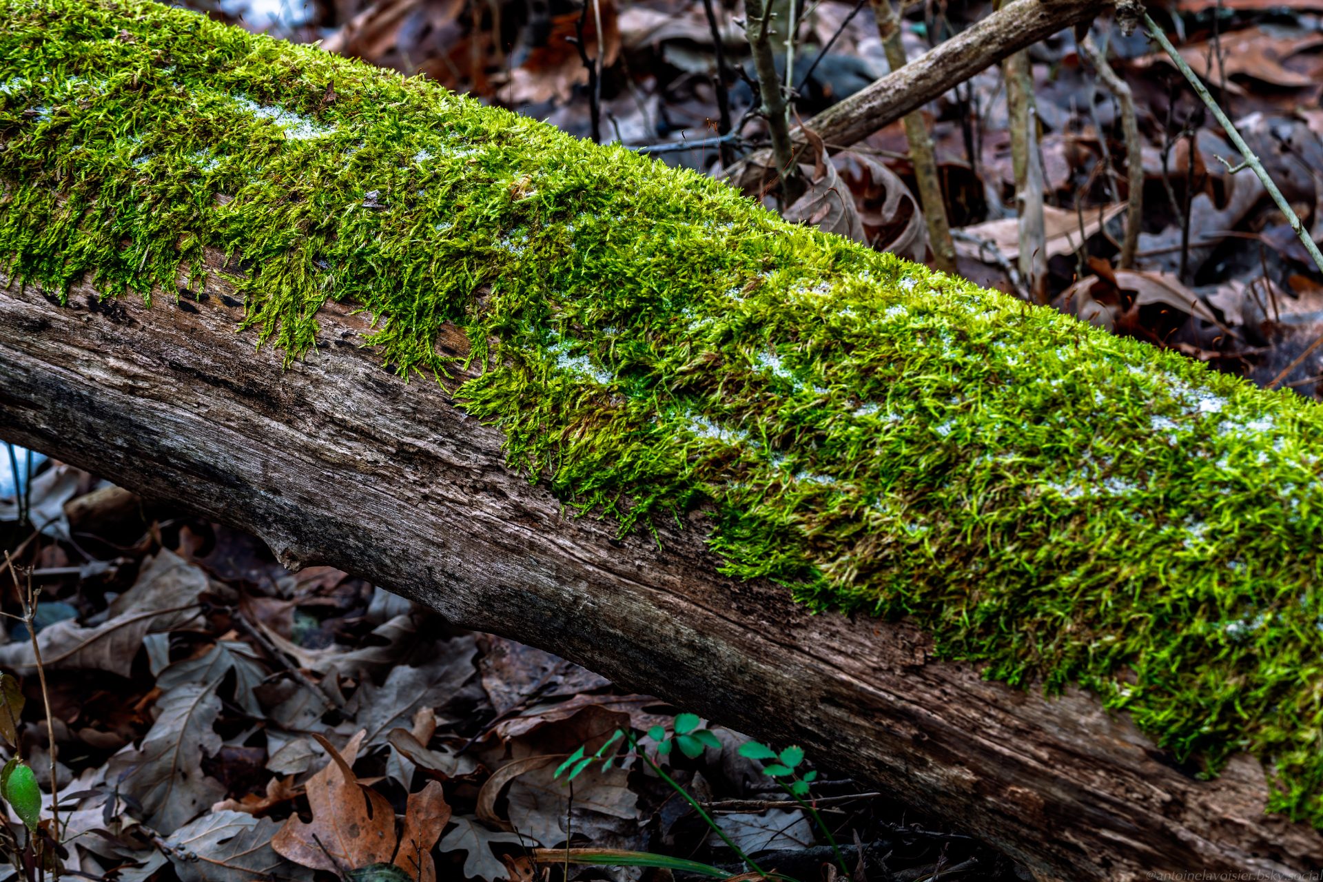 The Bloom of Yule--2.jpg