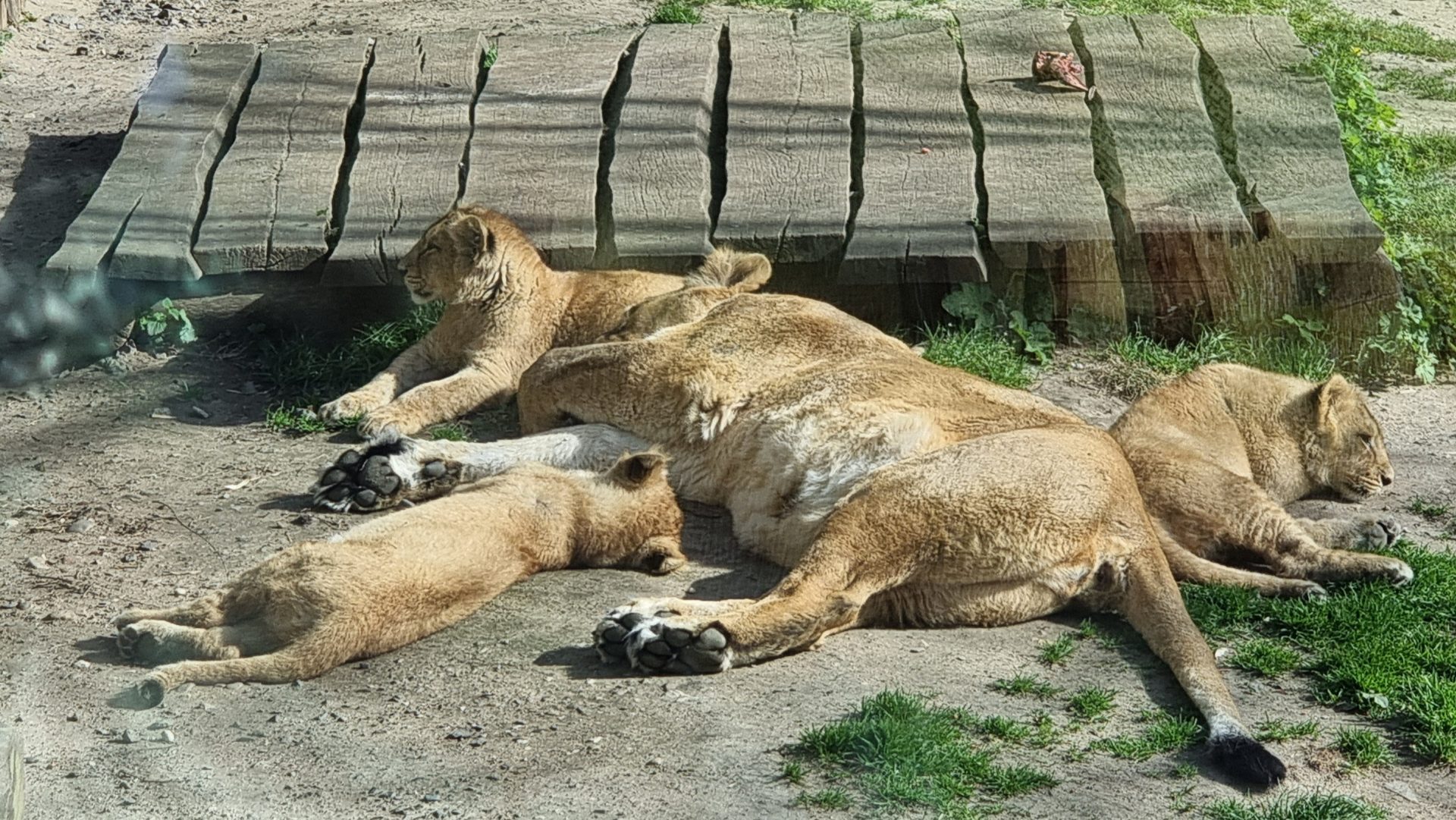 Löwenmutter mit ihren drei Junglöwen im Außengehege eines Zoo.