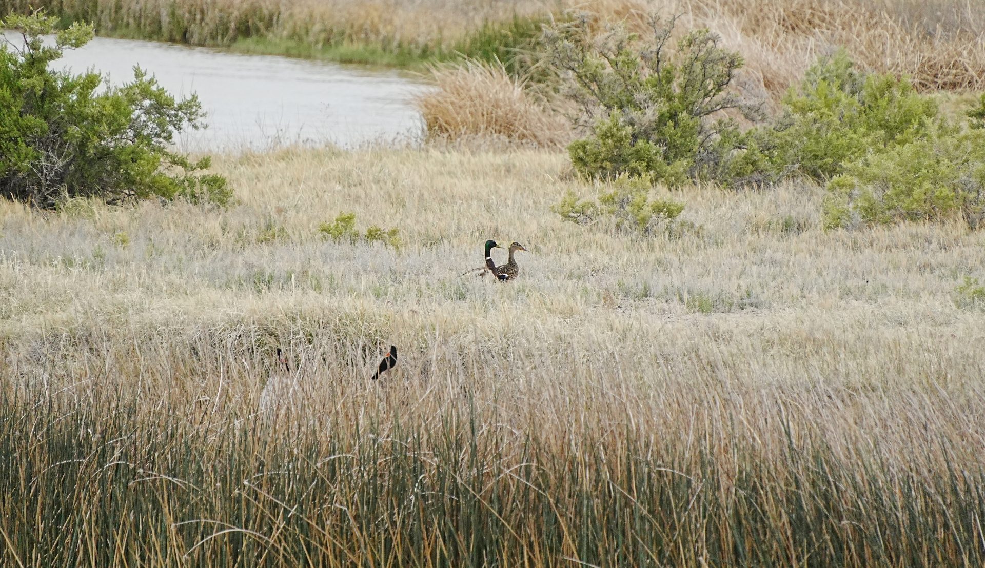 A small black bird perched on tall dry grass. In the distance, also in the grass, two ducks can be seen.