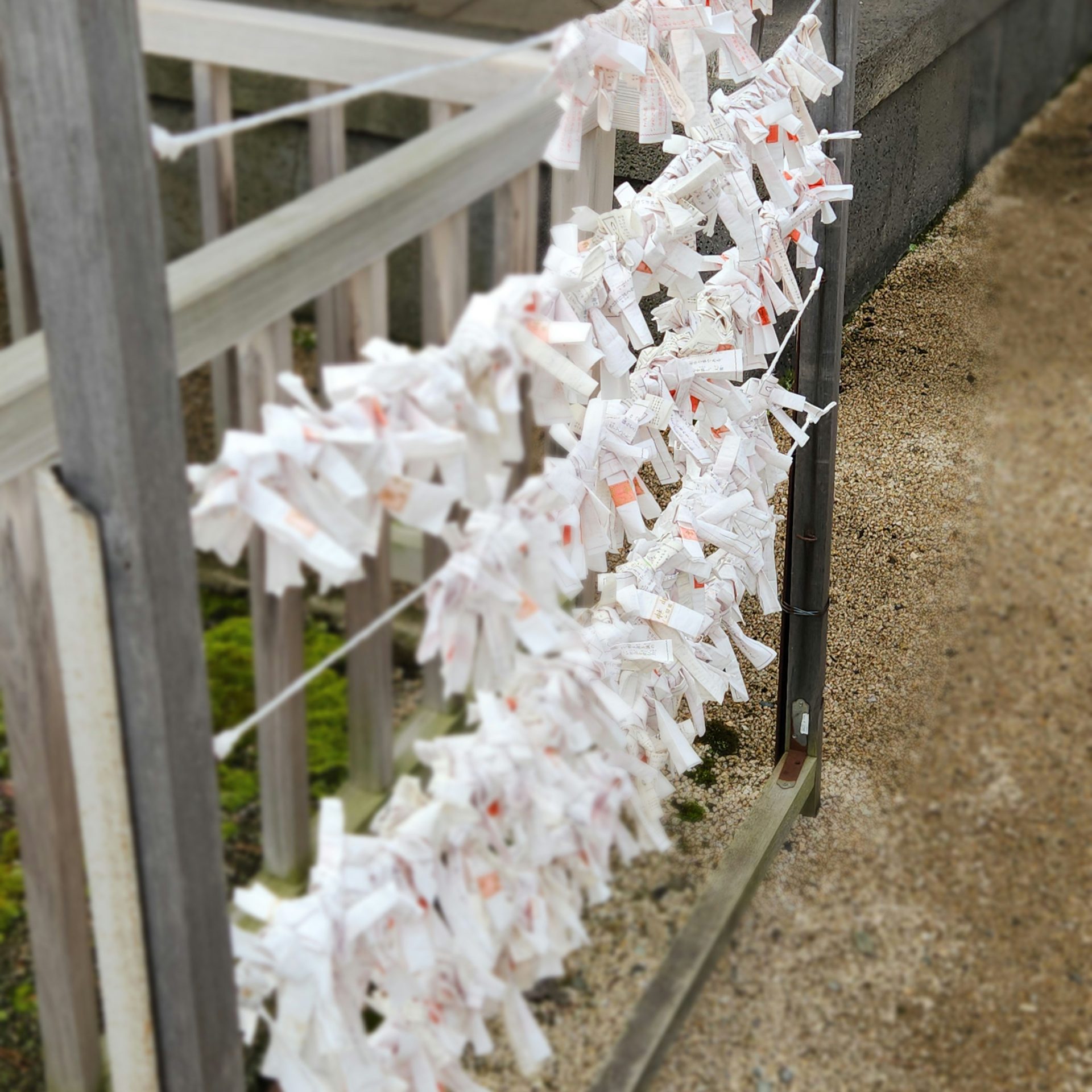 おみくじ（白潟天満宮）