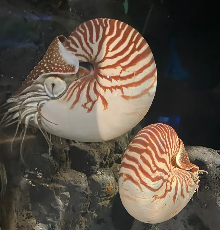 Pasted image 20260318024639.png