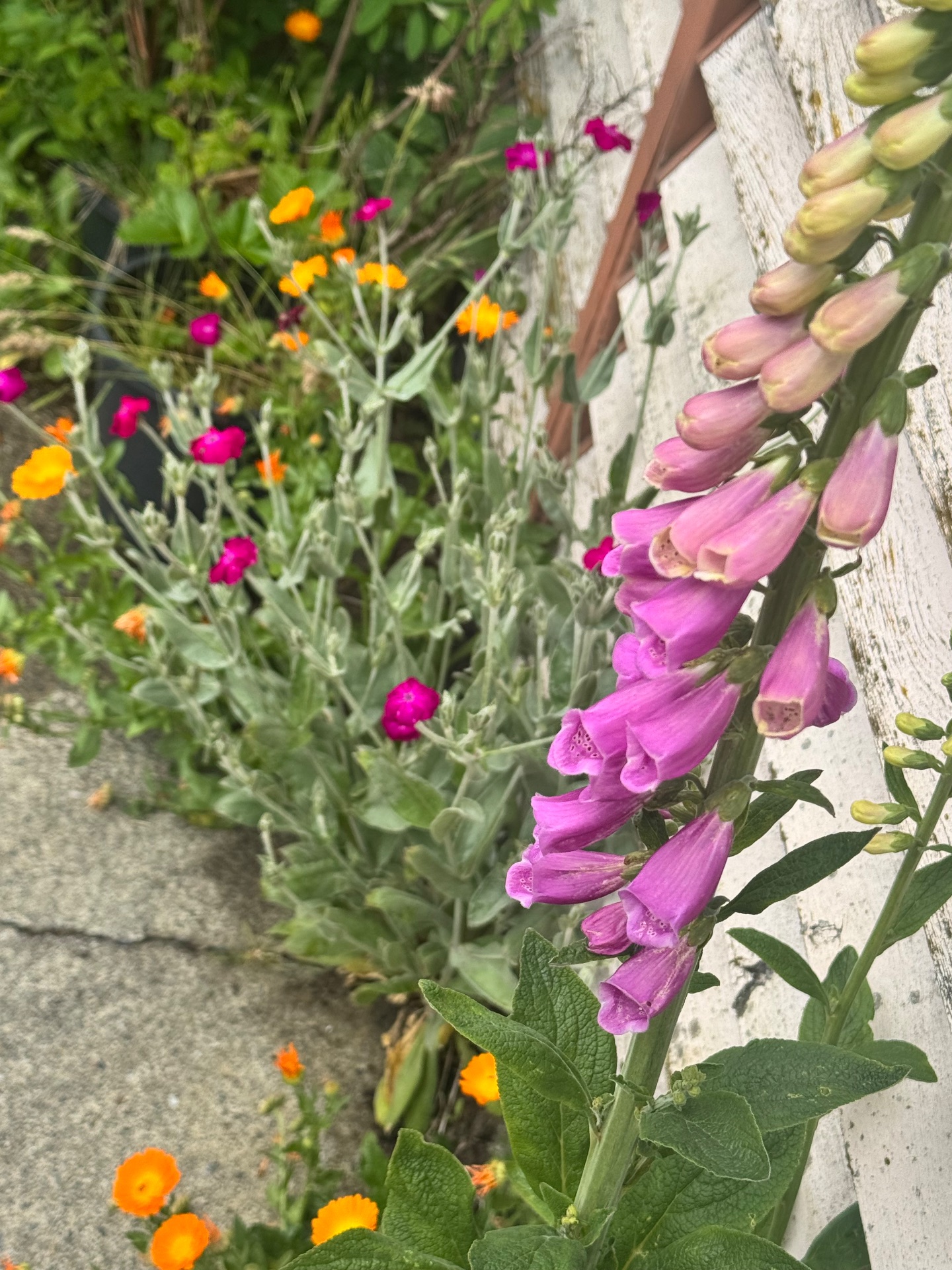 Really tall foxglove mixes with calendula and pink flowers