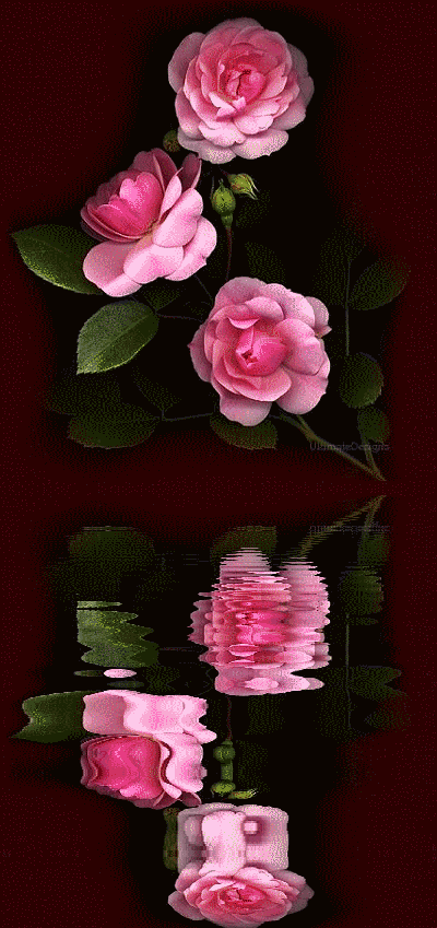 roses.gif