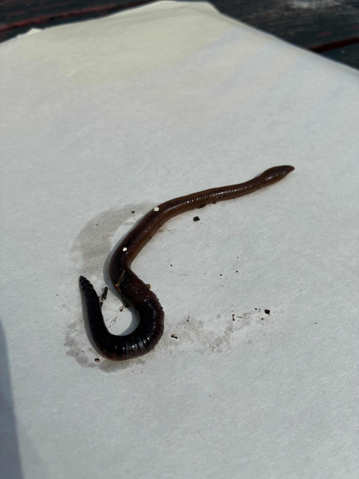 A common earthworm, Lumbricus terrestris, on white paper.