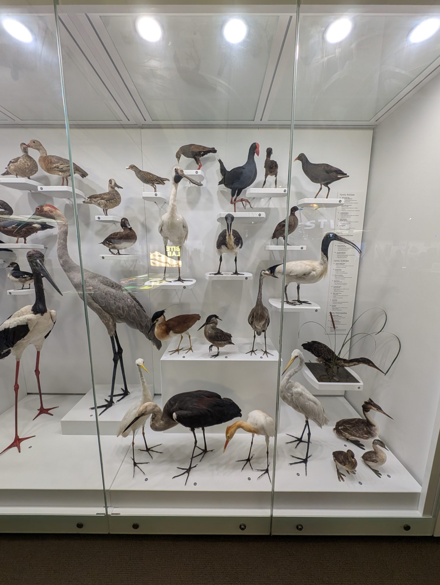 Native Australian birds displayed at the Museum of Brisbane Science Centre