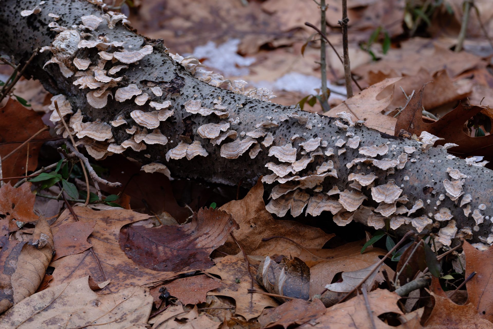 The Bloom of Yule--4.jpg