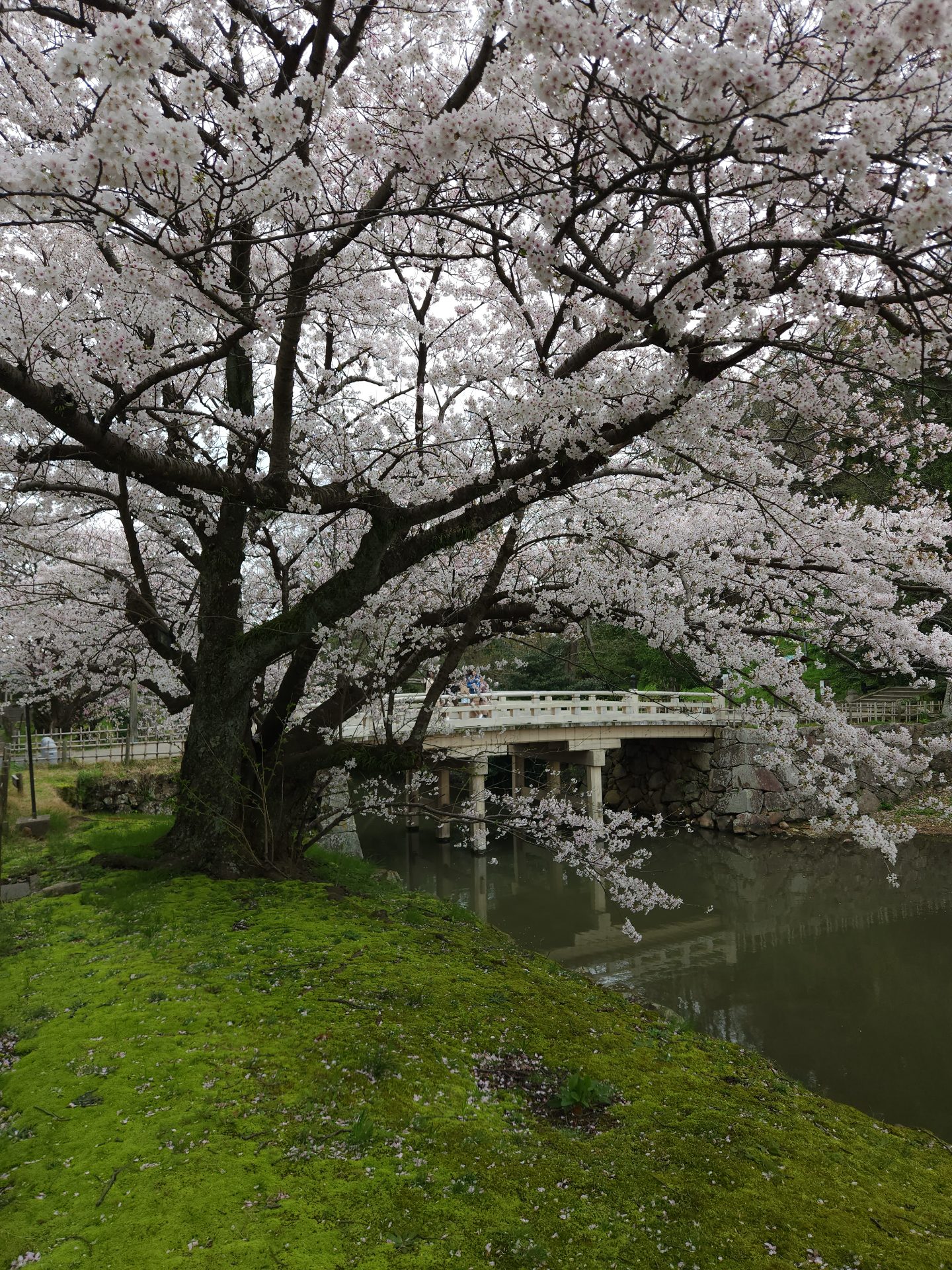 55187502842_b8e95b3b6e_o