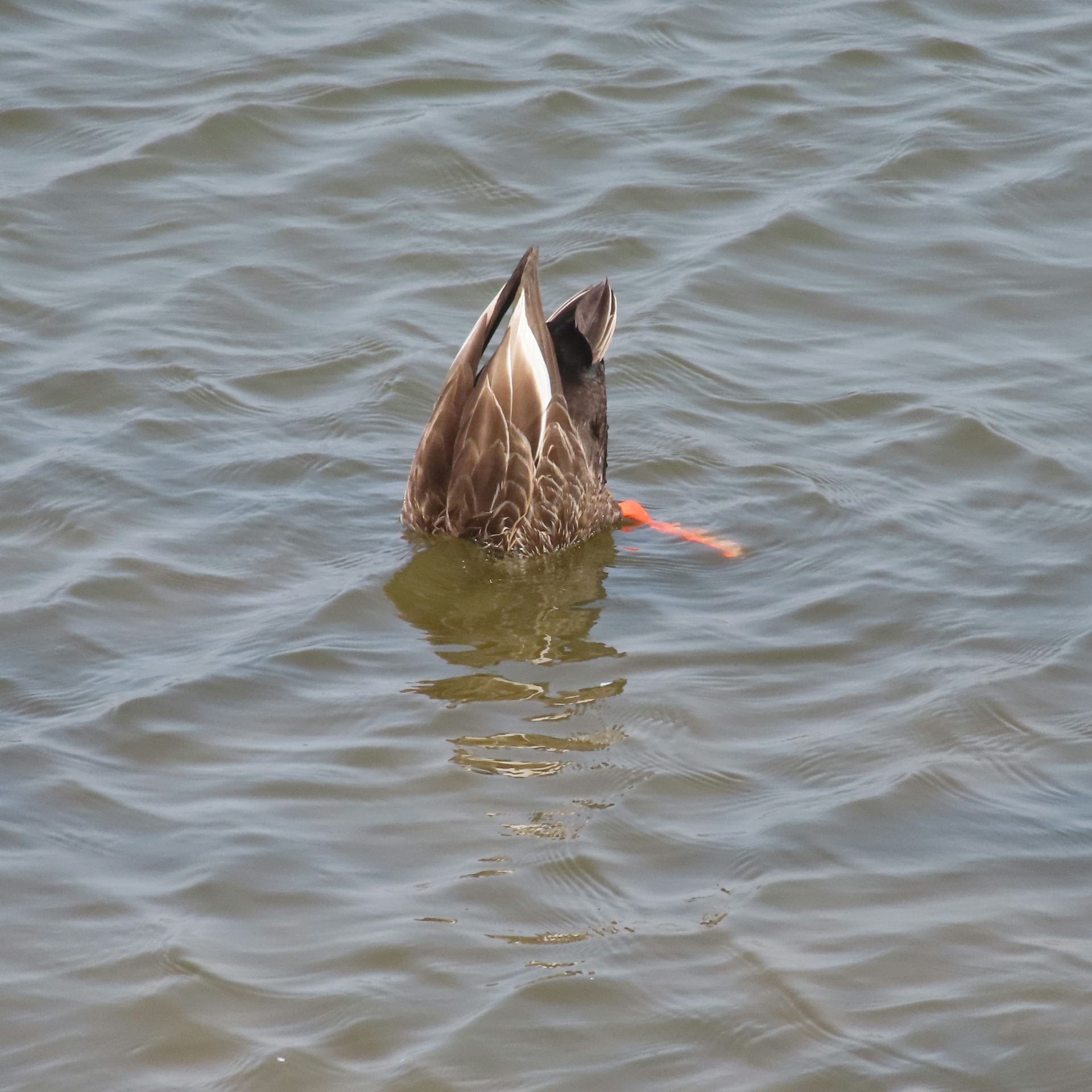 犬神家(鳥だけど)