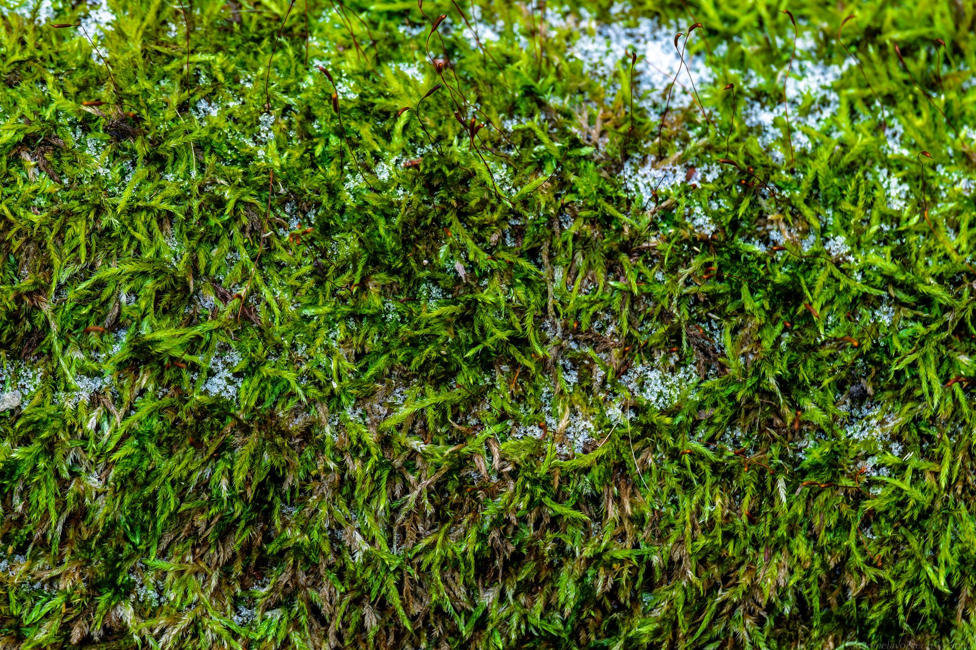 The Bloom of Yule-.jpg