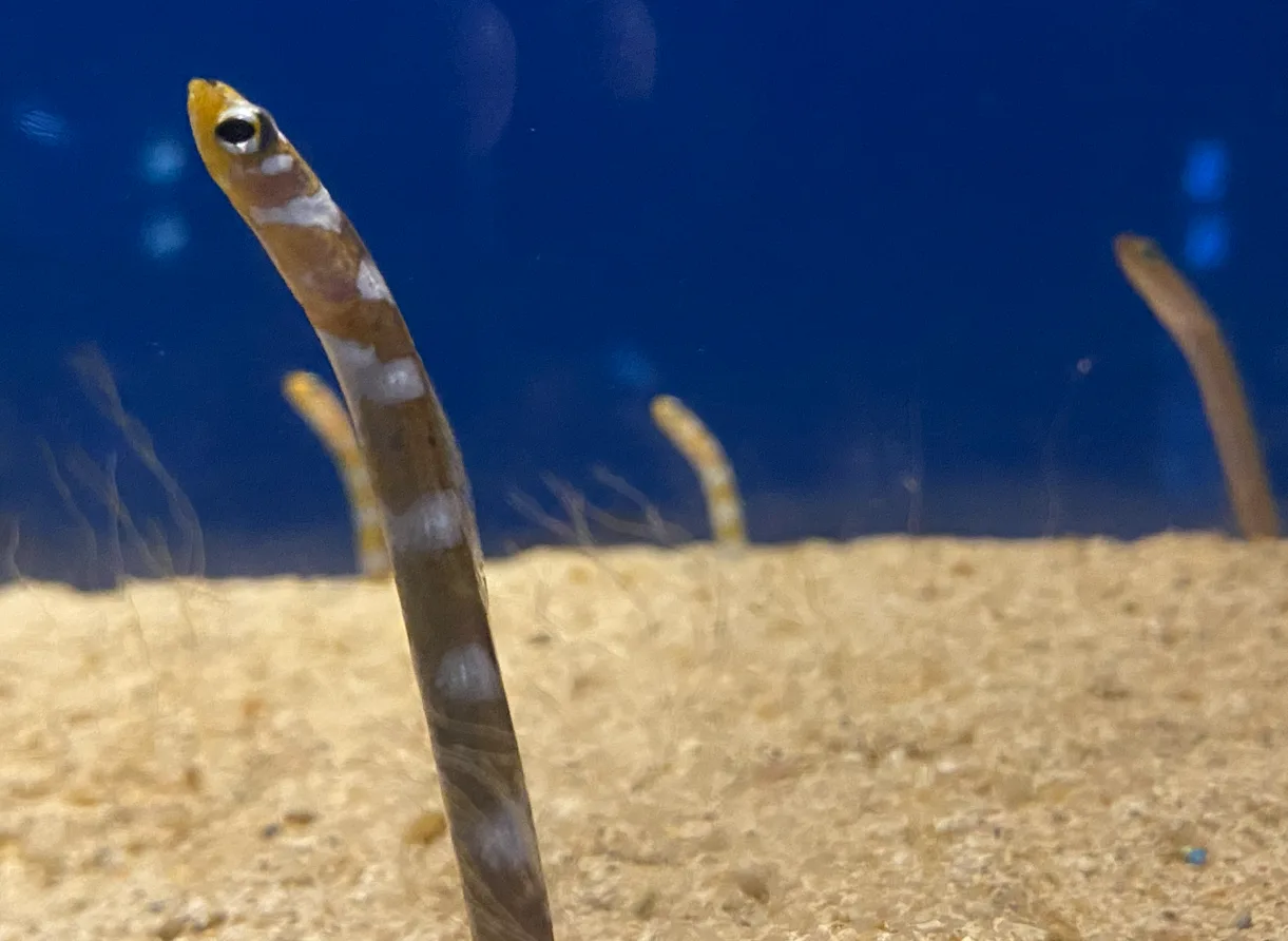 Pasted image 20260318024943.png