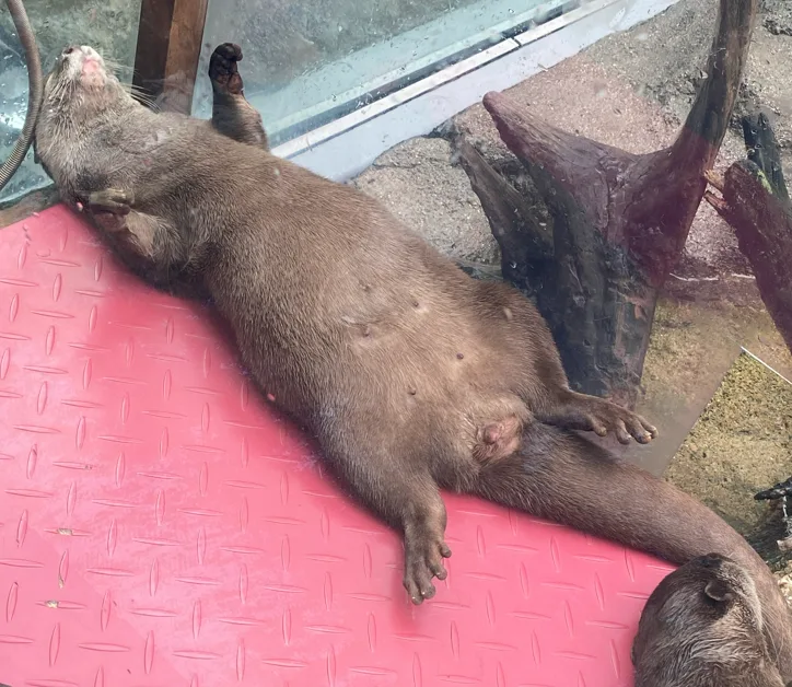 Pasted image 20260318024832.png