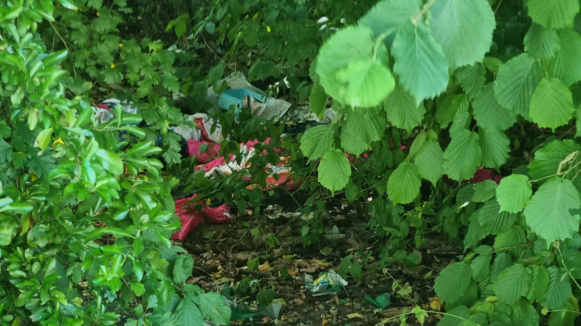 Im Gebüsch entsorgter wilder Müll.