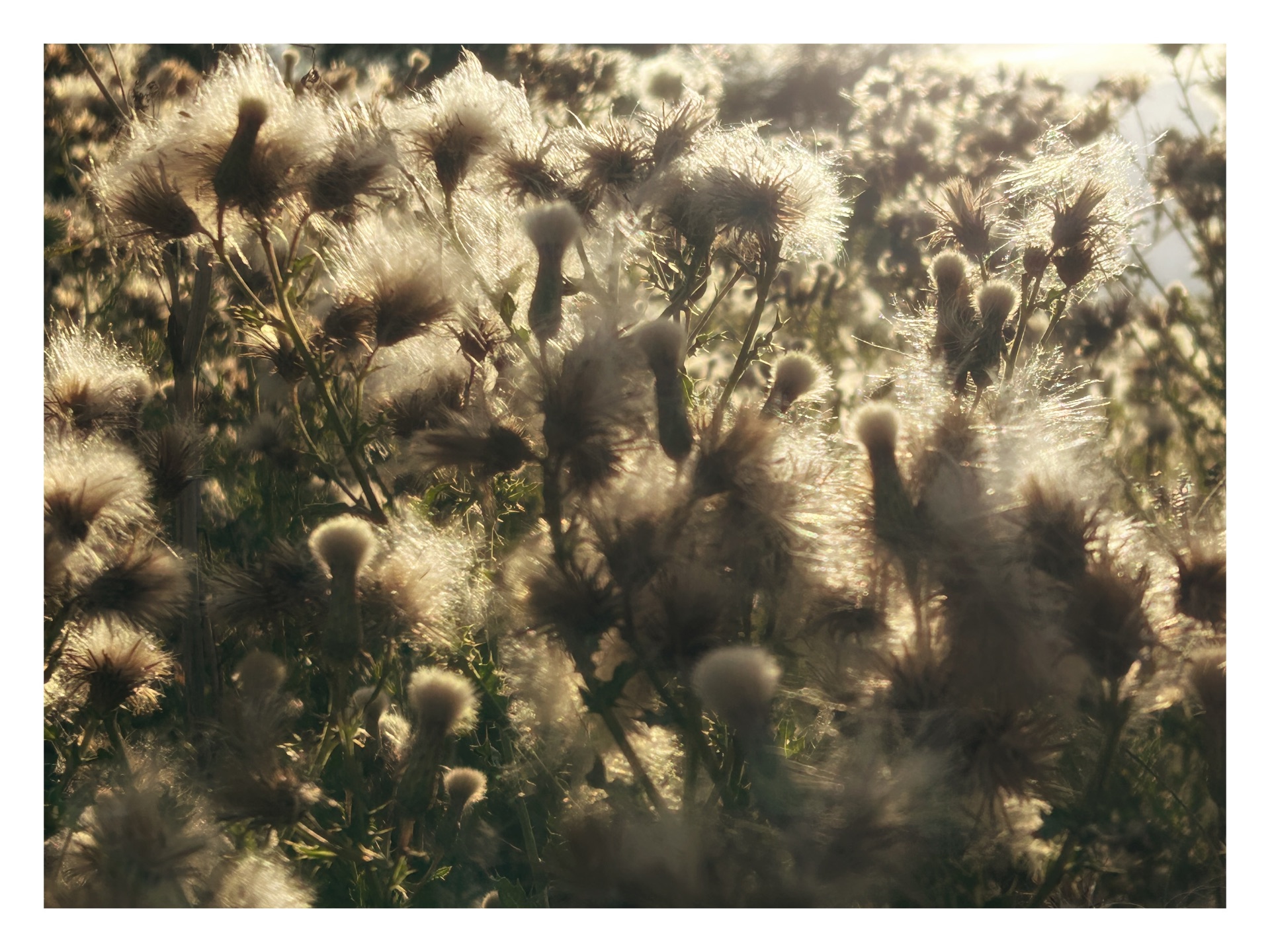 A dense patch of wild thistle seed heads catching the warm, golden glow of evening sunlight.The fluffy, white down of the mature thistles is backlit by the sun, making the delicate fibers shimmer and stand out against the shadowed, spiky bases of the plants. The composition is tightly cropped, creating a textured, glowing field of soft seed heads and sharp stems.