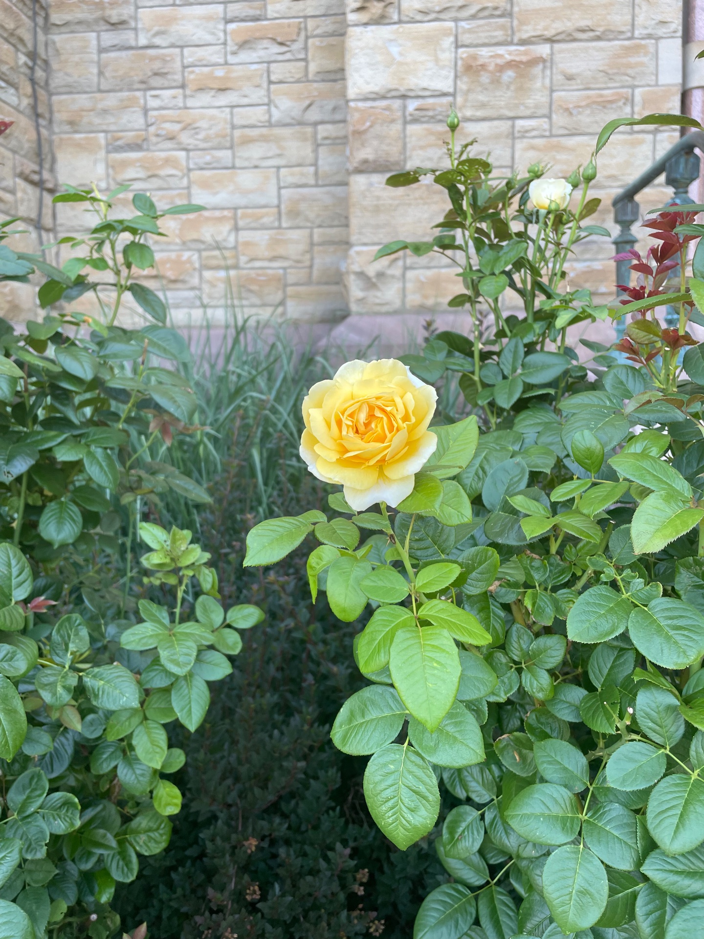 Yellow rose with church wall background