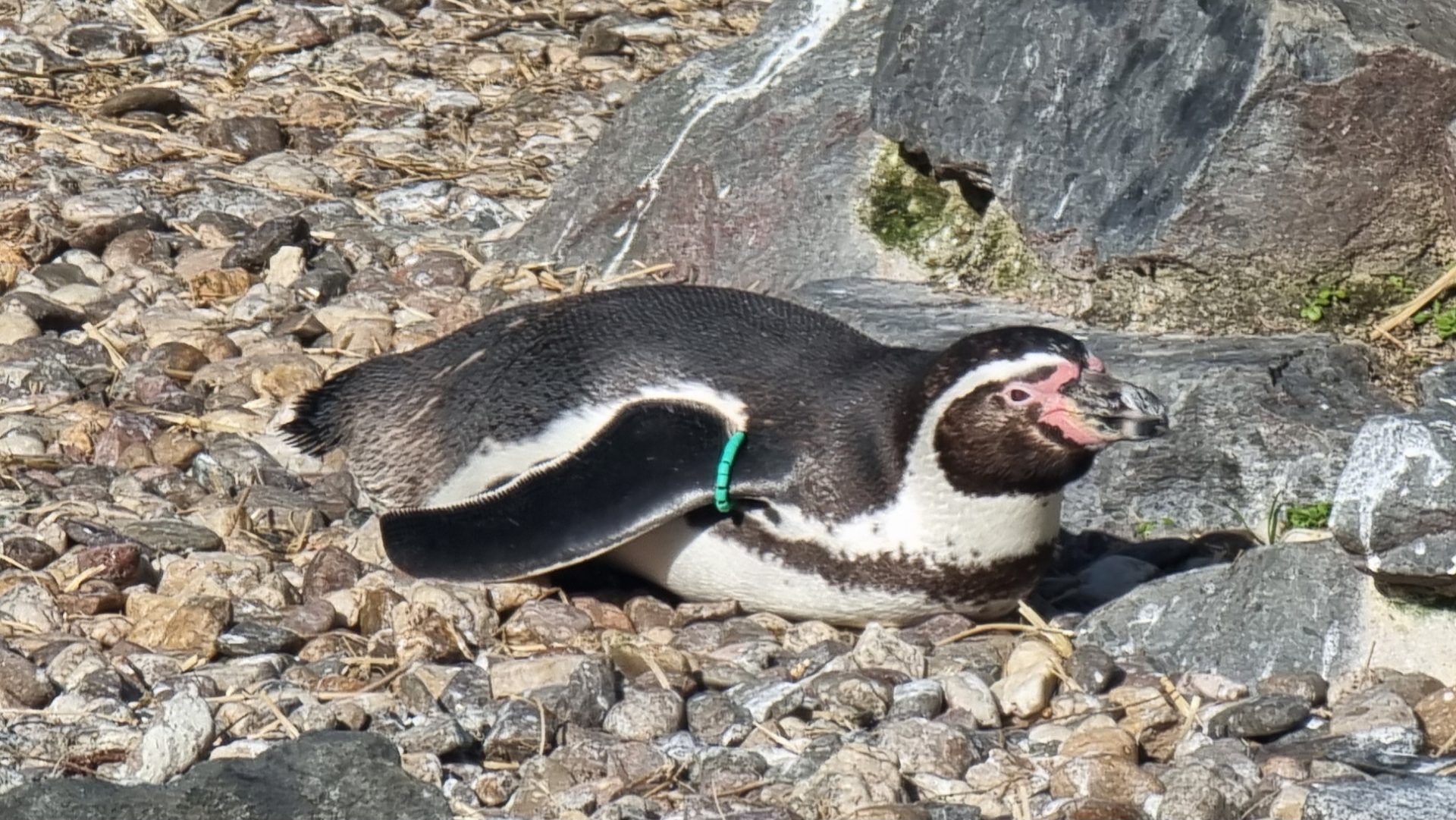 Pinguin im Außengehege eines Zoo.
