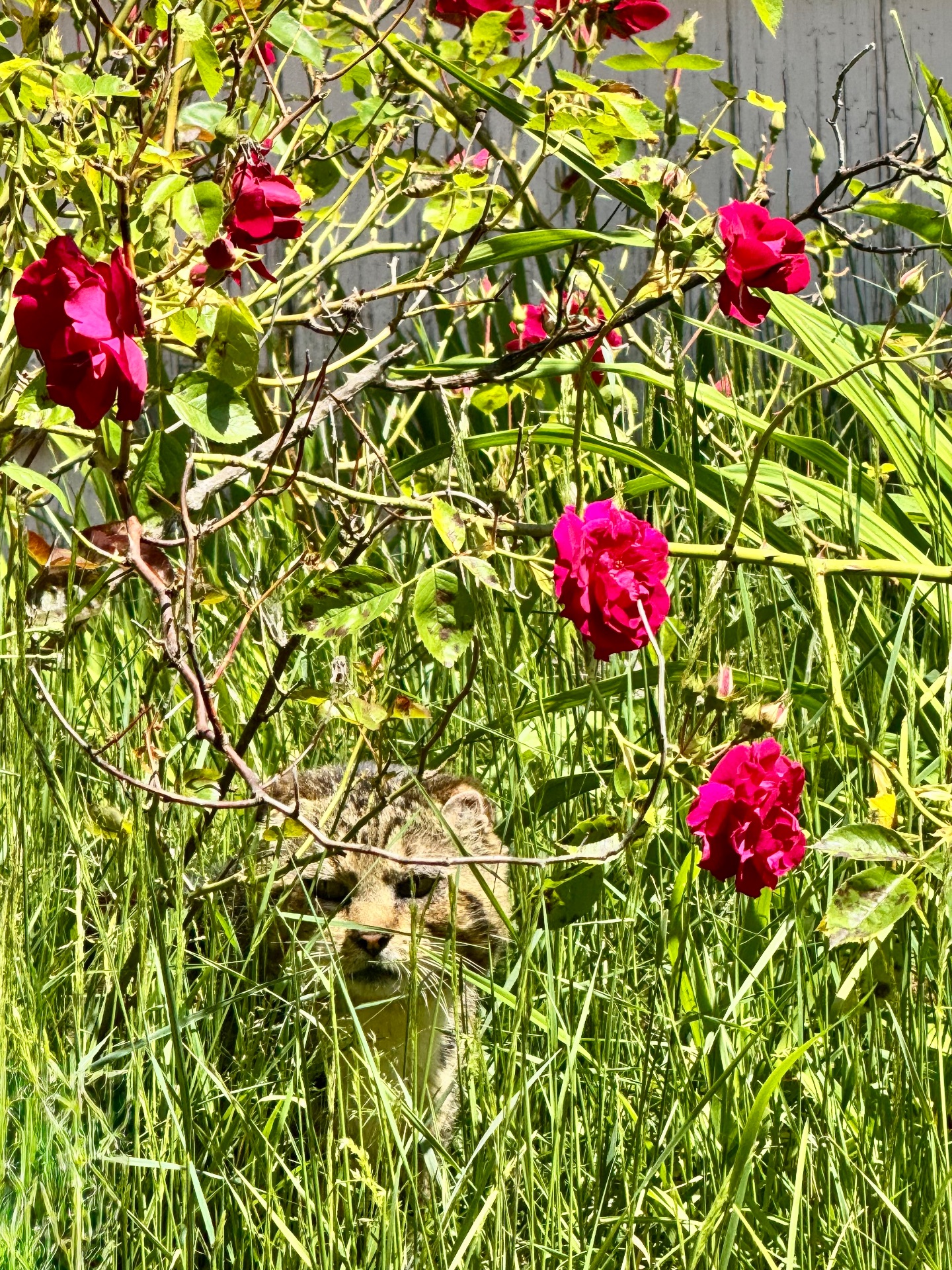 Several red roses growing in tall reeds. There is a big, tabby cat poking his head out of the bottom of the reeds.