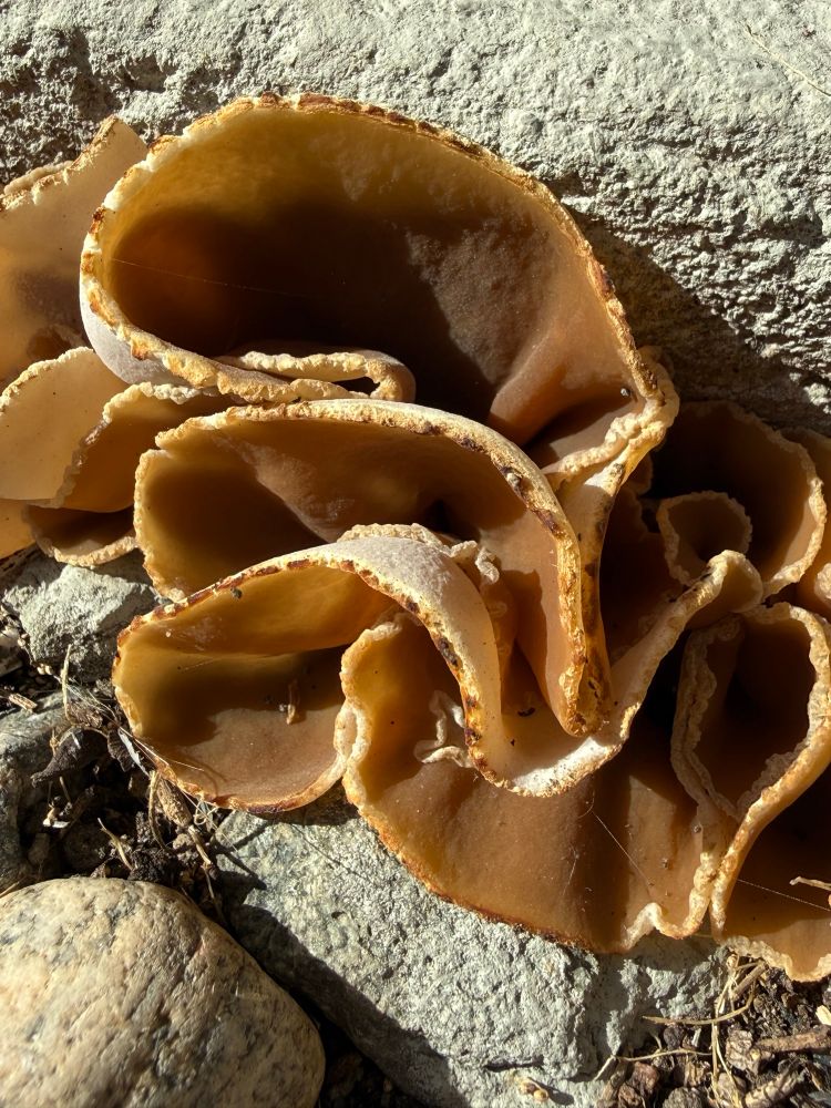 com.atproto.sync.getBlob-2