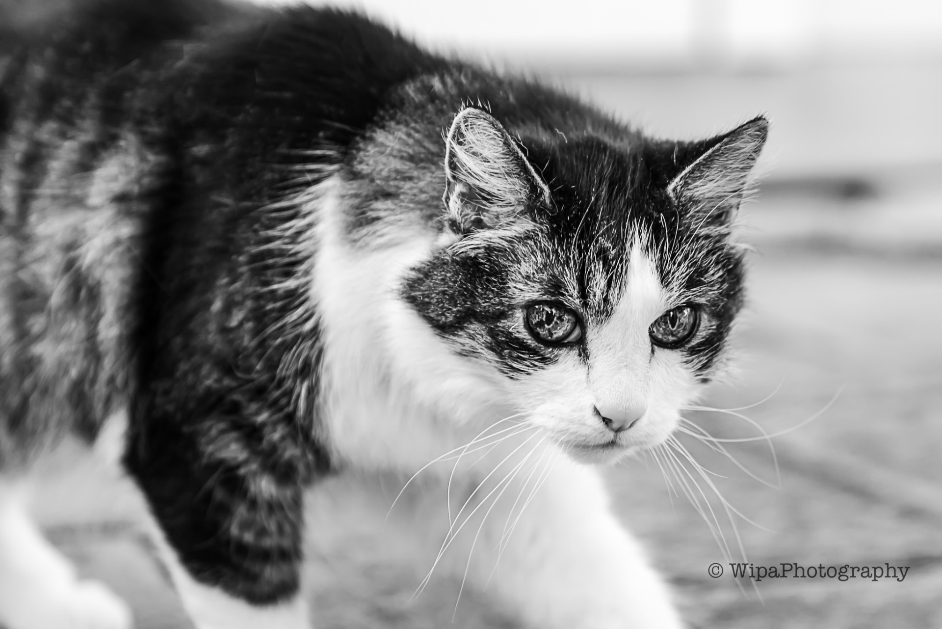 image of a cat walking and looking fierce into the camera