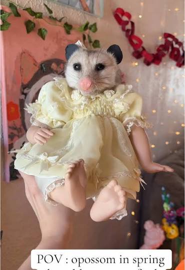 An opossum head attached to a baby doll body in a yellow dress
