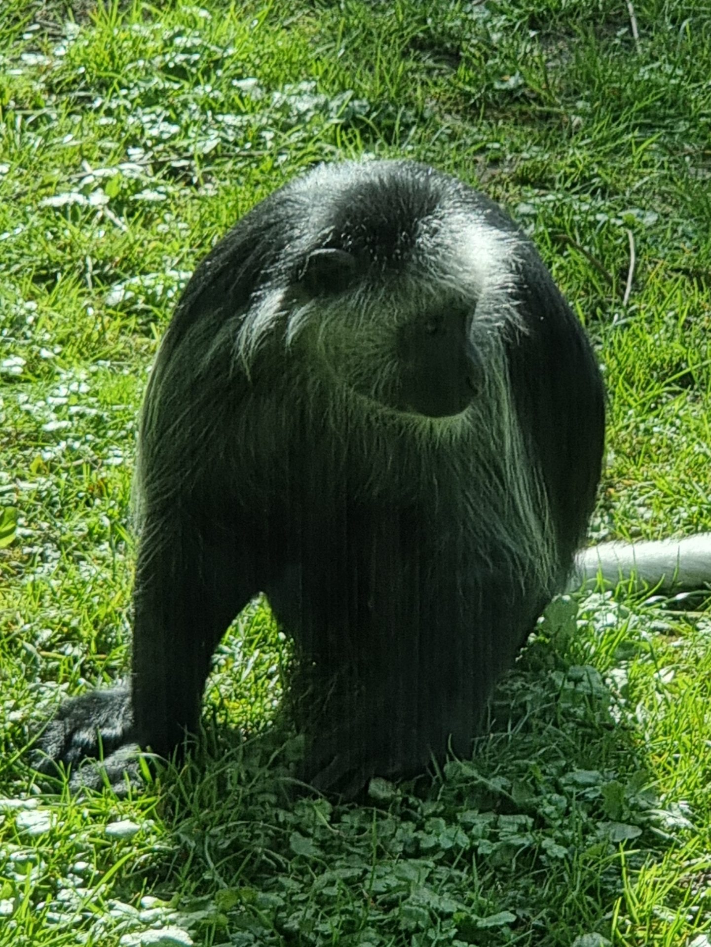 Affee im Außengehege eines Zoo.