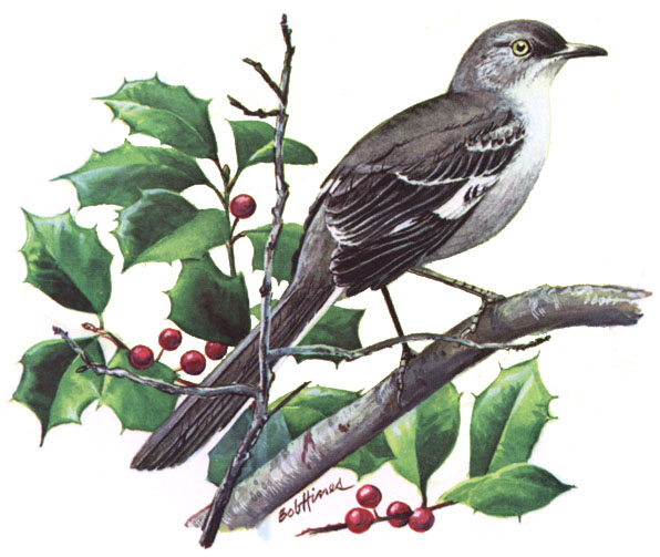Offset reproduction of a painting of a Northern Mockingbird.
