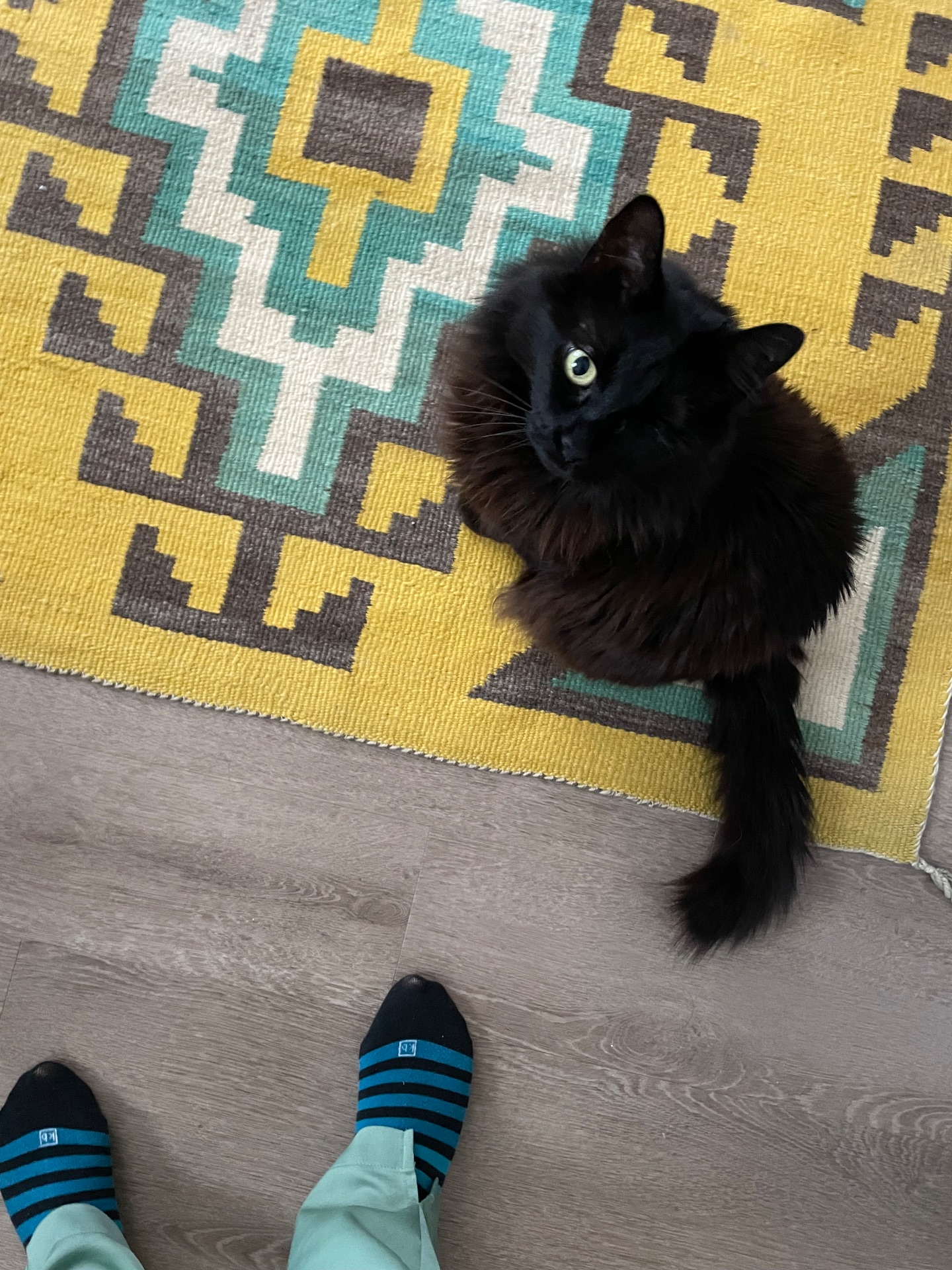 Floofy one eyed cat looking up at camera