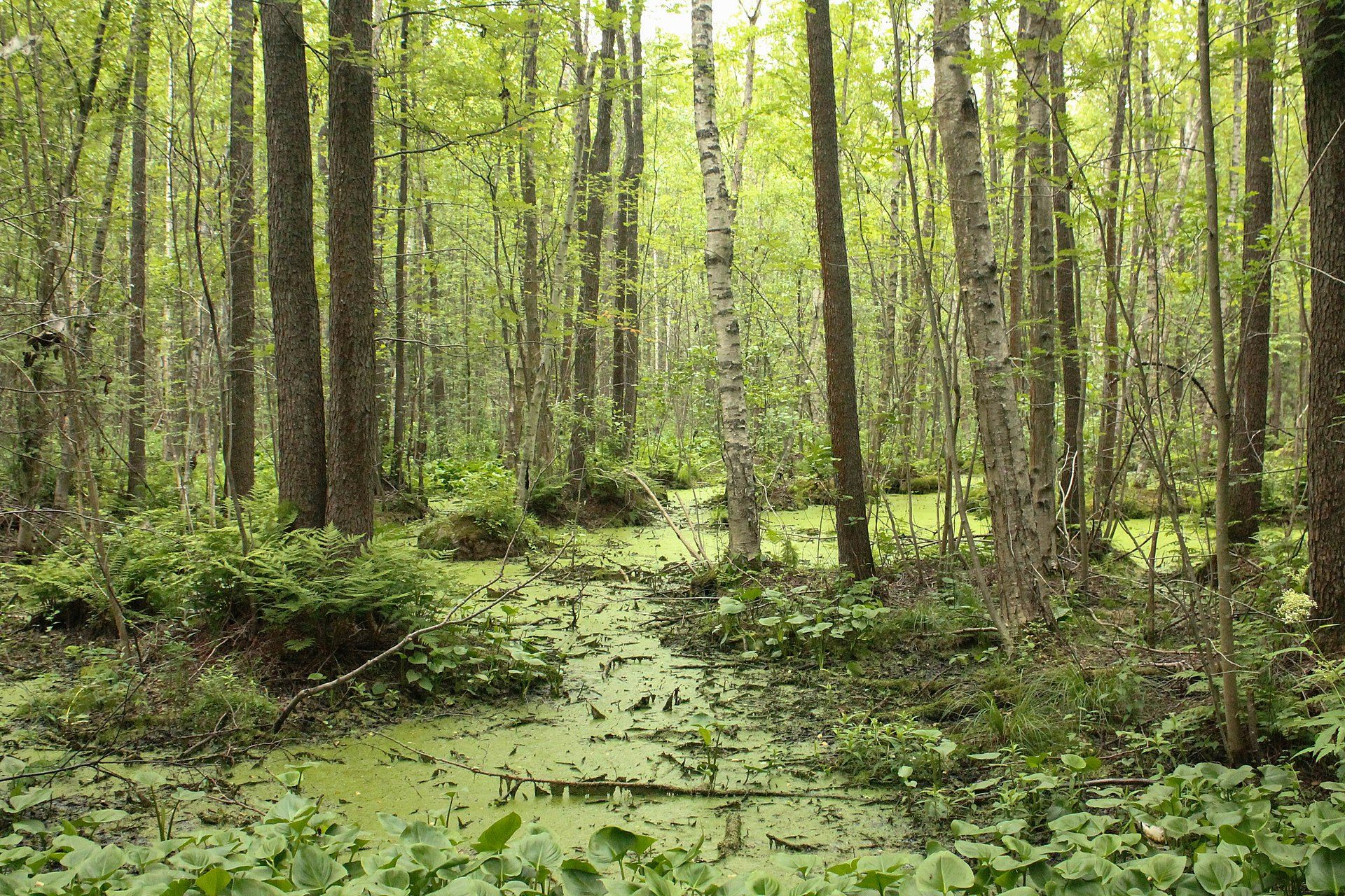 Aiguamolls en un bosc de Lisy Nos