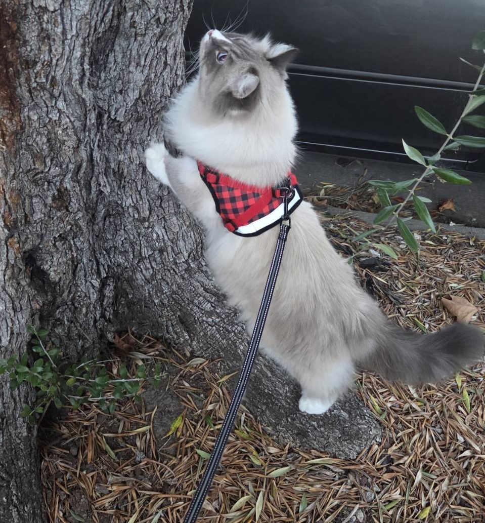 Gray and white fluffy cat in a red and black plaid harness with a leash, standing against a tree. There are dead leaves on the ground.