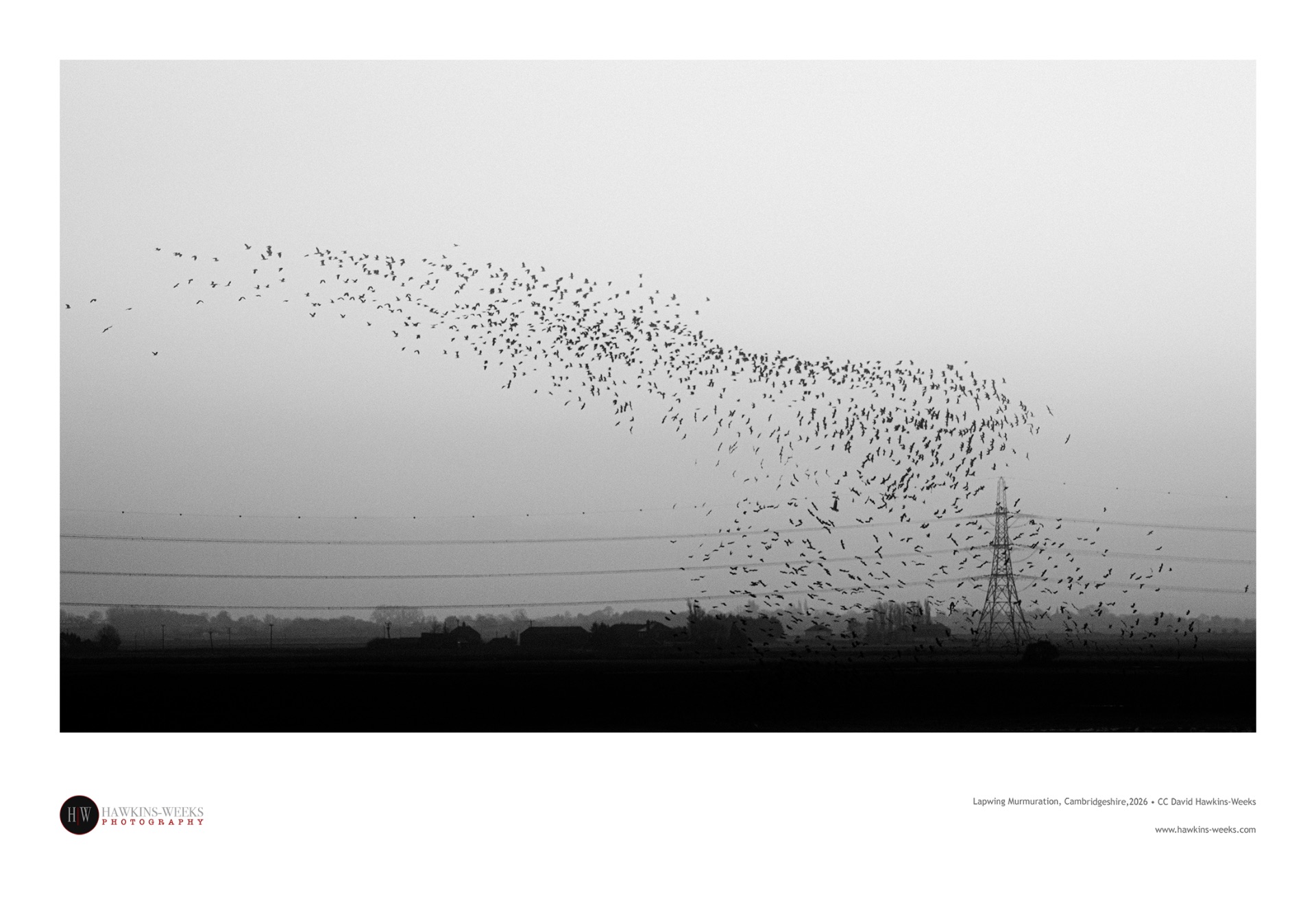 A large flock of birds flies together in a synchronized wave across a misty sky. The black-and-white photograph shows a dark silhouette of land and electricity pylons along the bottom horizon. A dense cluster of hundreds of birds forms a long, flowing shape that sweeps downward from the upper left toward the right side of the frame.