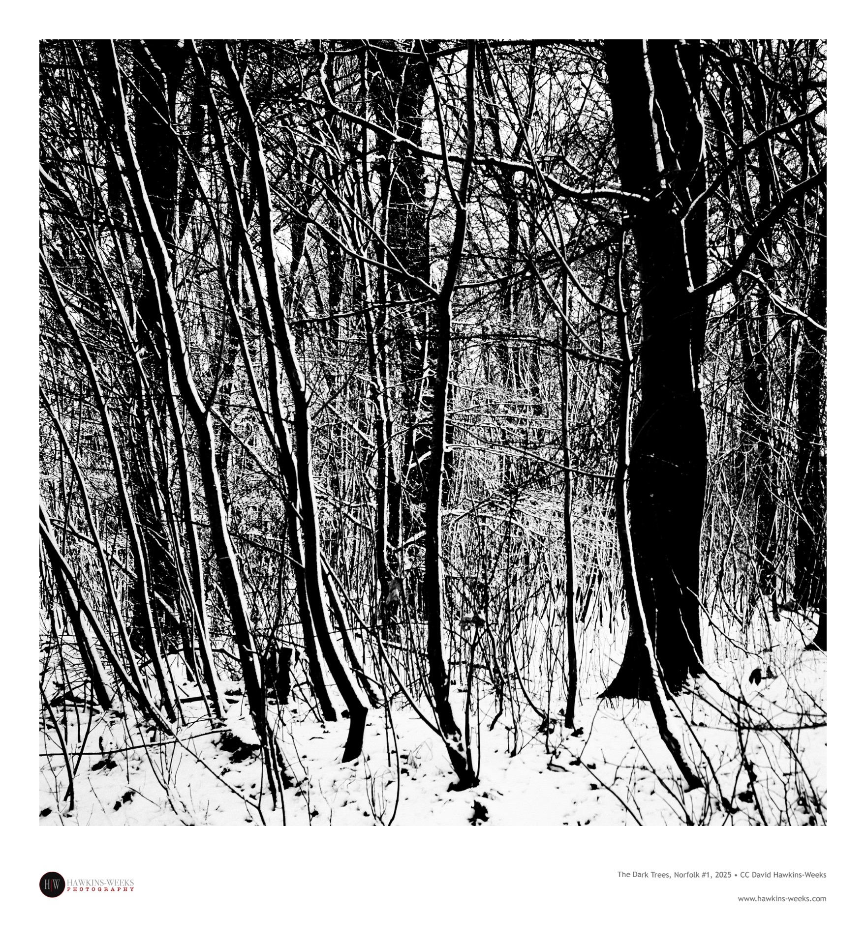 A high-contrast, black-and-white photograph of a dense forest in winter. Thin, dark tree trunks and a chaotic web of bare branches stand out sharply against a bright, snow-covered ground and a stark white background. The heavy shadows and lack of gray tones create a graphic, almost abstract forest scene.