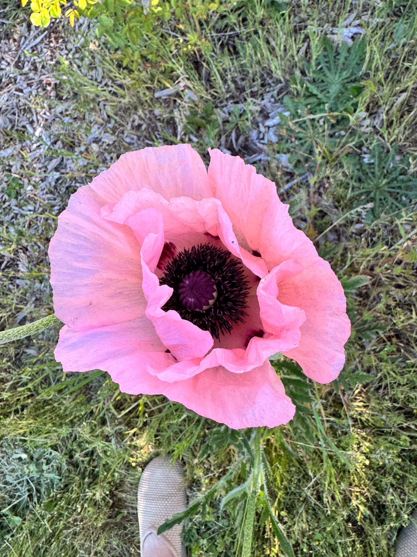 A top-down shot of a pink poppy with grass in the background