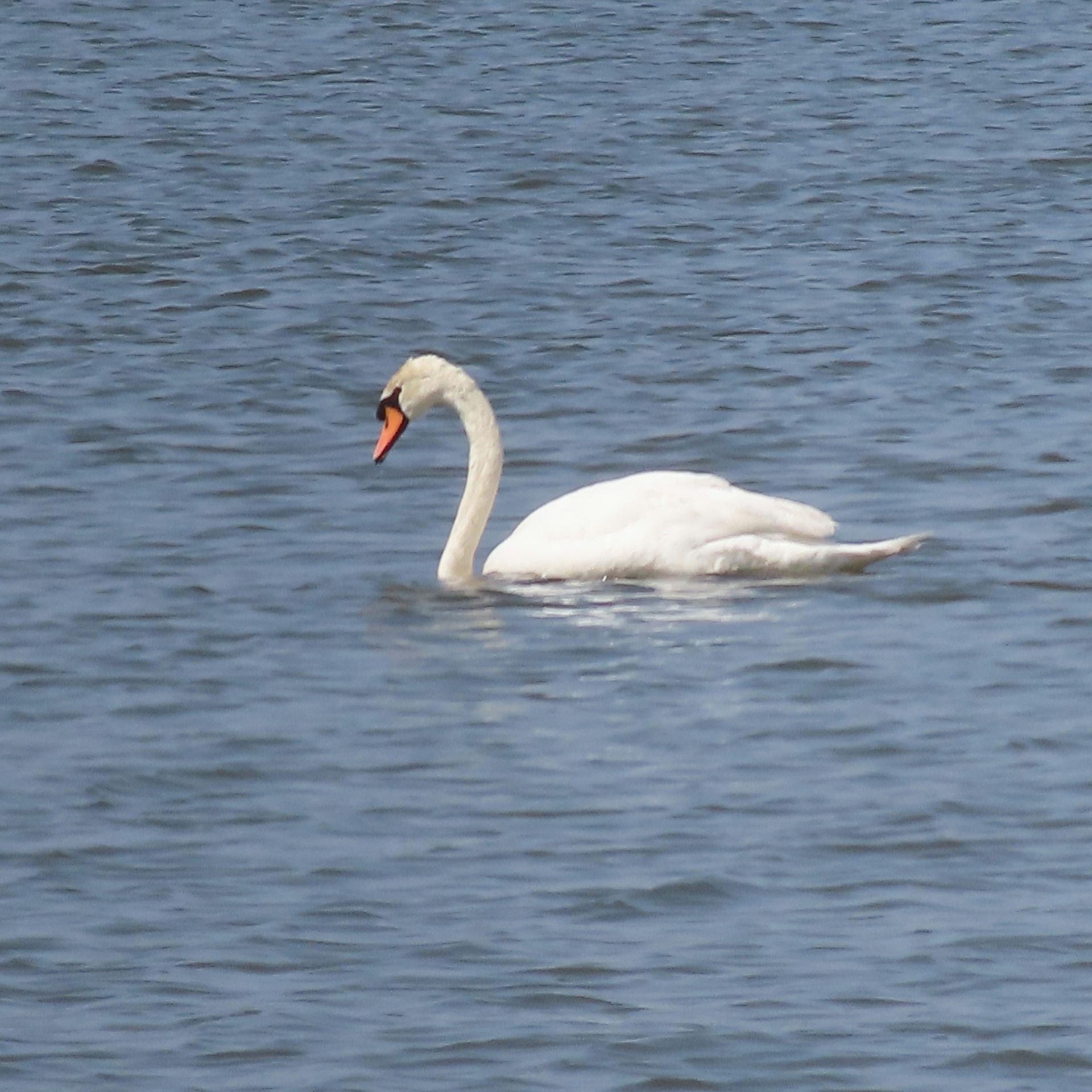 今日のバードウォッチング
