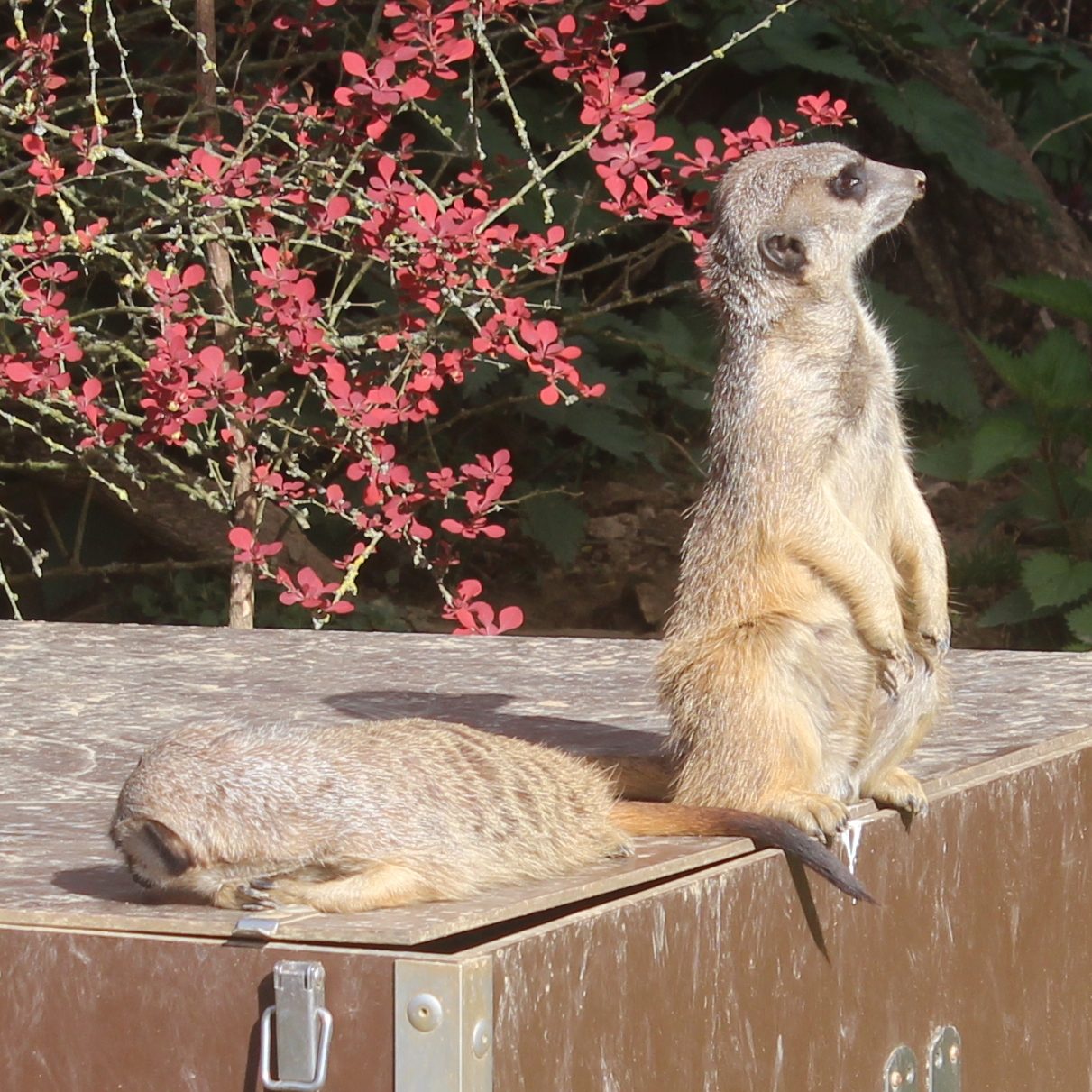 Zwei Erdmännchen im Außengehe eines Zoo.