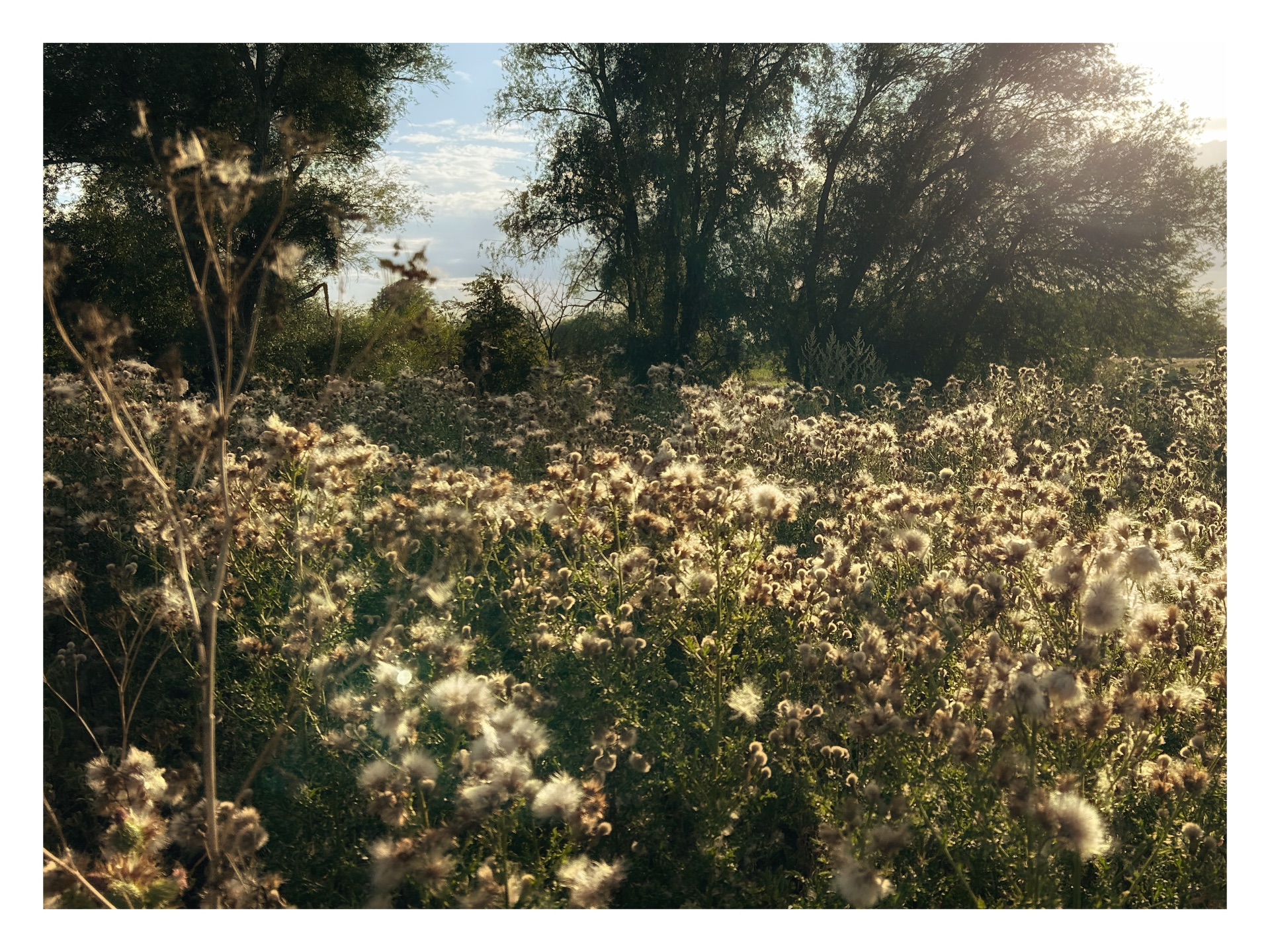 A field filled with fluffy, white wild thistle seed heads glowing in the warm, direct sunlight of a late afternoon.In the foreground, a tall, dried wildflower stem stands on the left, while a dense patch of thistles stretches across the middle ground. Large, leafy green trees form a dense border in the background, with bright sunlight filtering through their branches from the top right, creating a soft lens flare. The sky above is a pale blue with scattered, light clouds.
