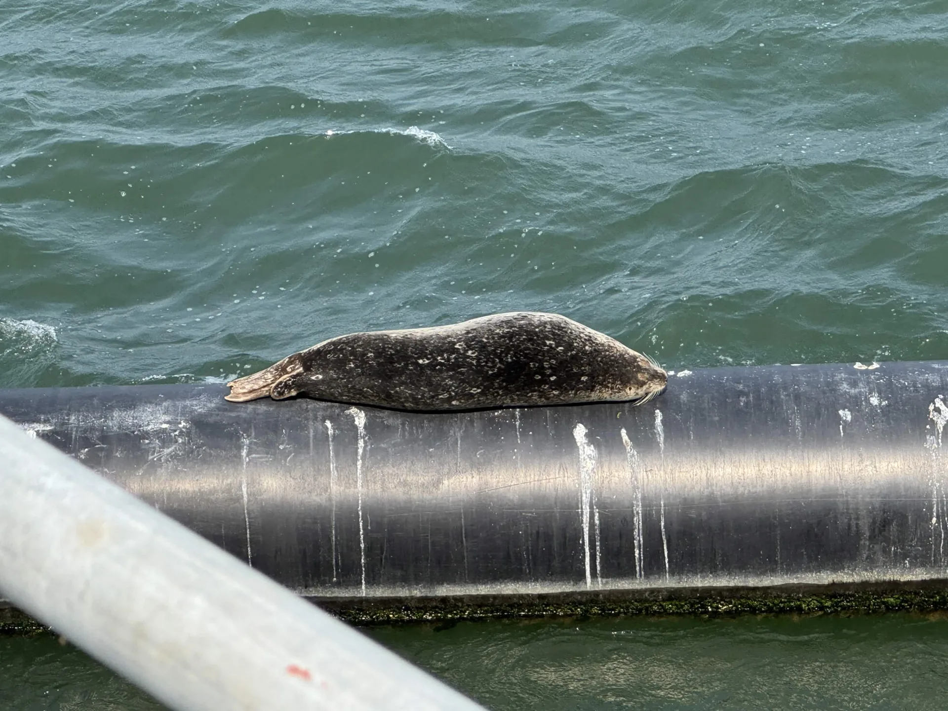 a harbor seal sleeping a tube/pipe floating in the ocean water