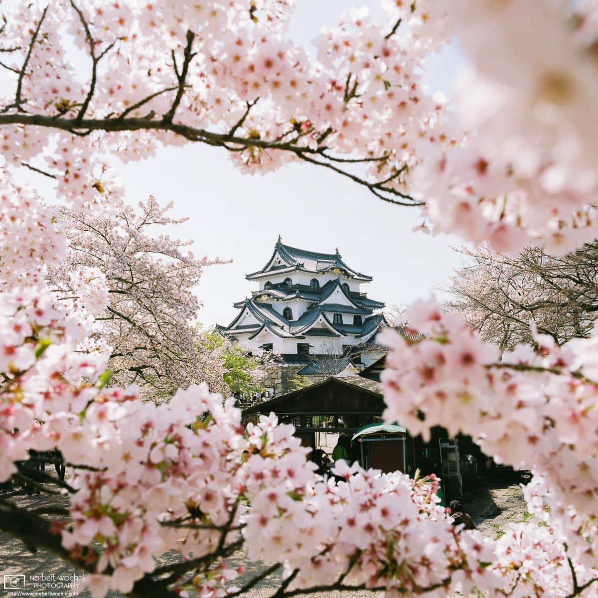 The main keep of Hikone Castle in Shiga Prefecture, Japan, at the peak of cherry blossom season.