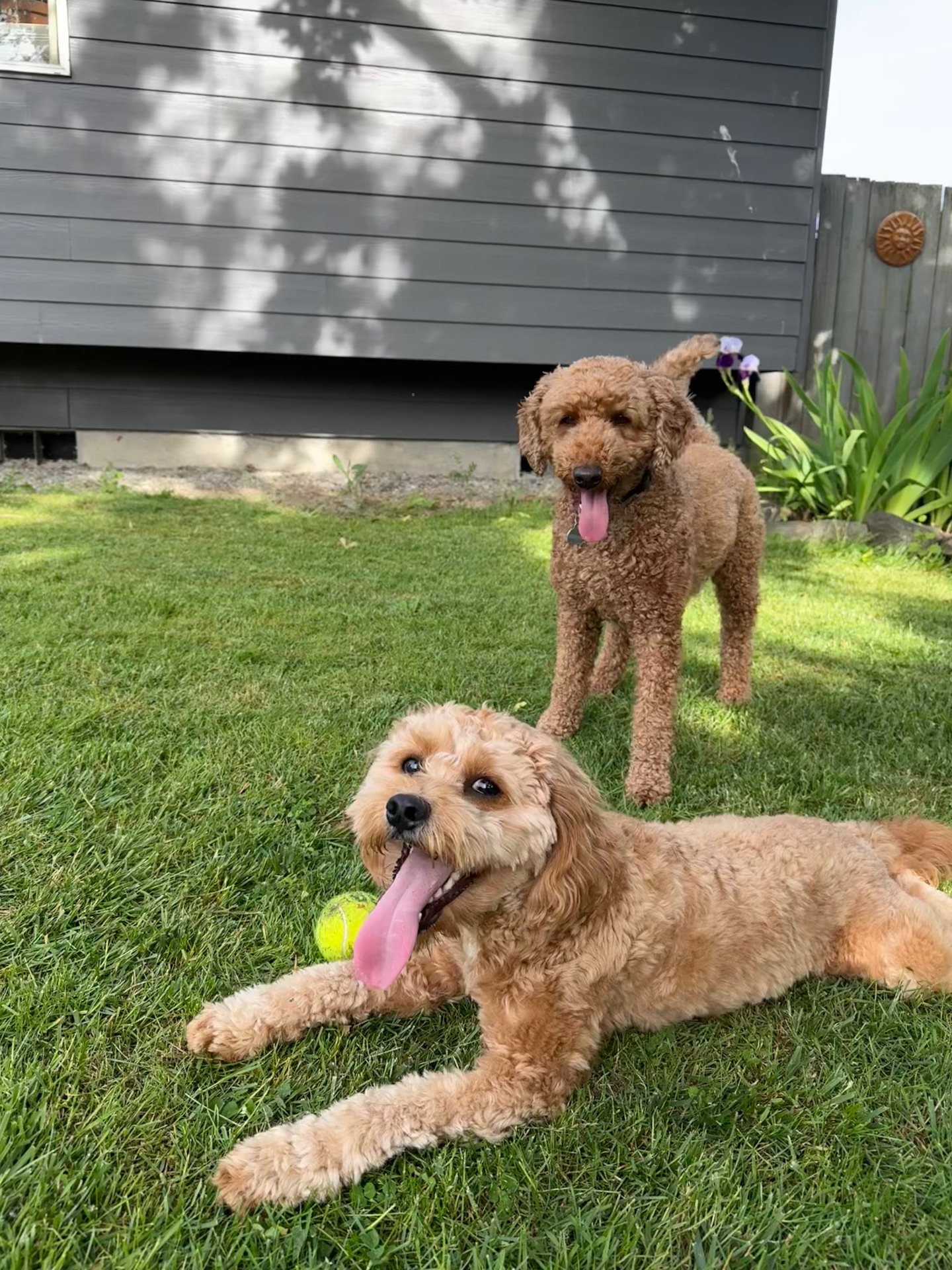 Front to back: Their puppy Happy (mini poodle spaniel mix), and my dog Hero (moyen poodle).